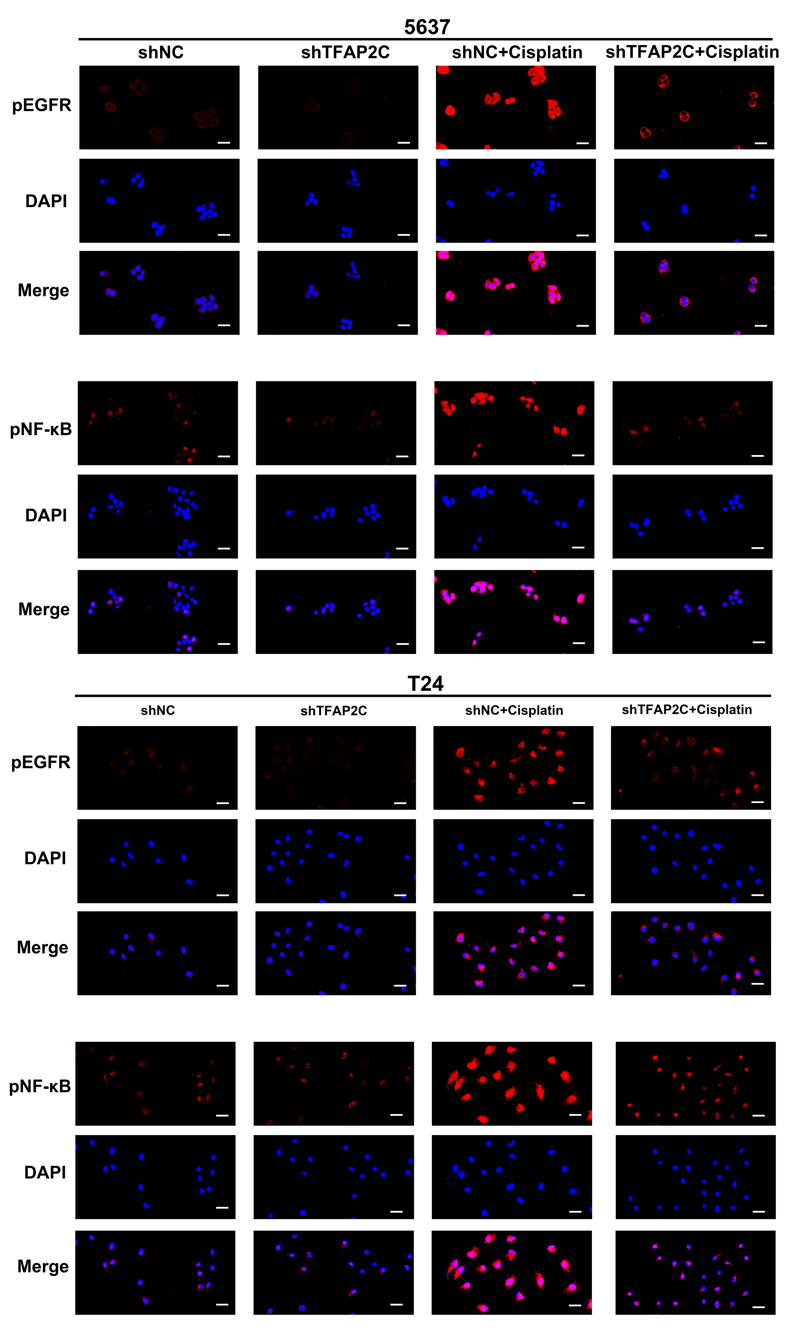 Cancers 14 04809 g007 Cancers 14 04809 g007
