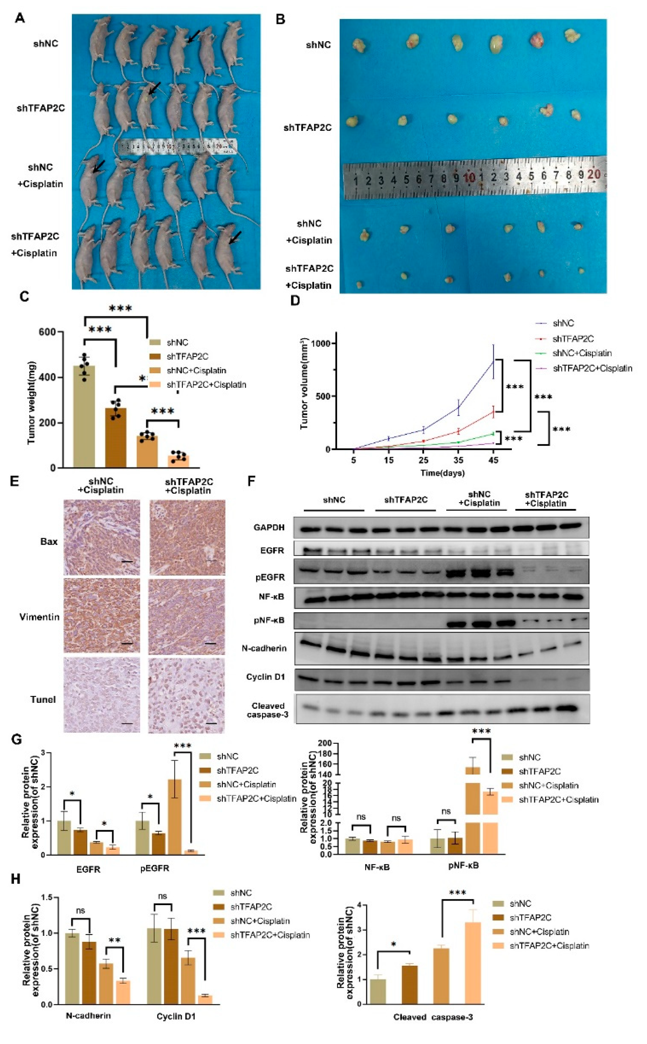 Cancers 14 04809 g009 Cancers 14 04809 g009