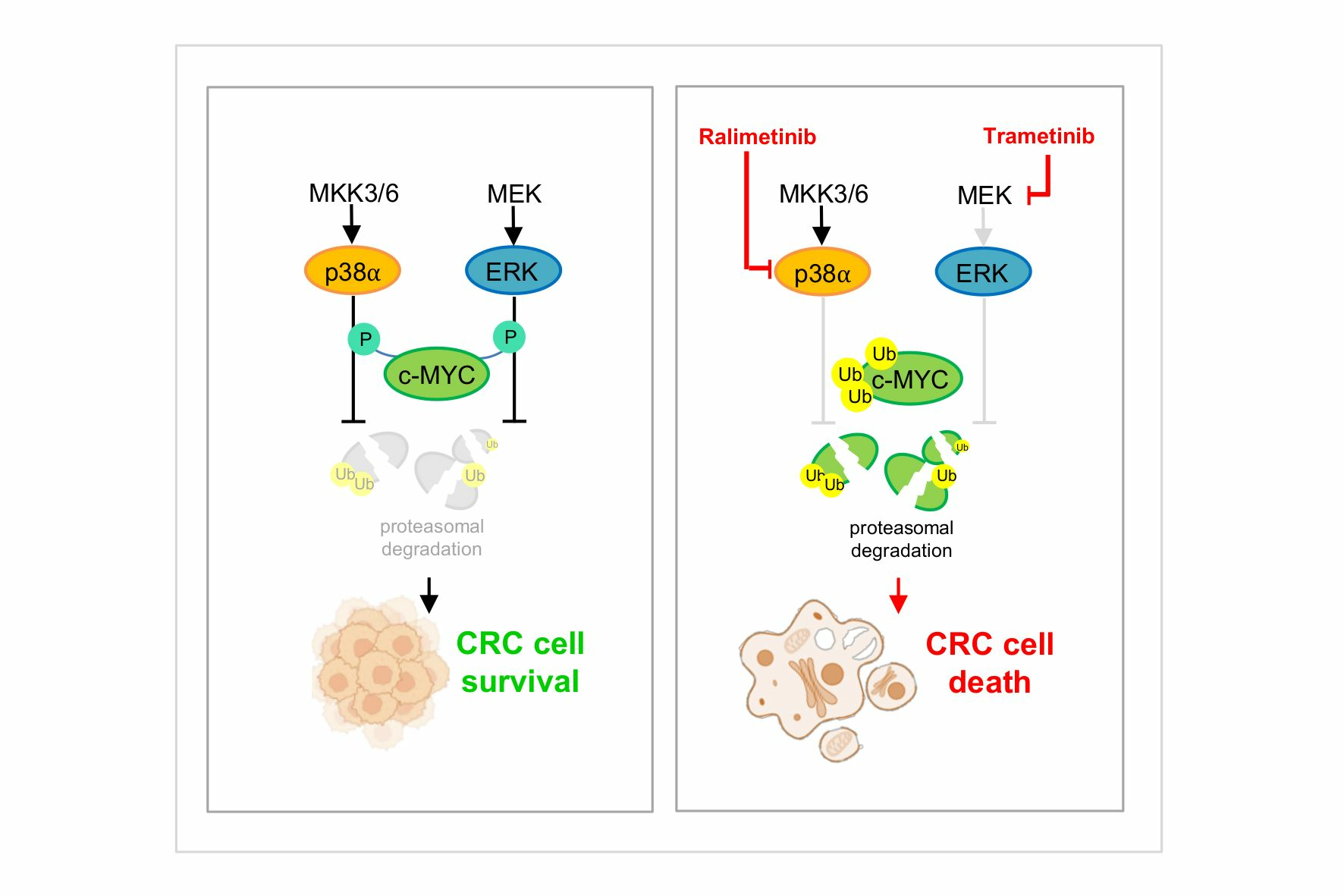 cMYC Protein Stability Is Sustained by Biology Diagrams