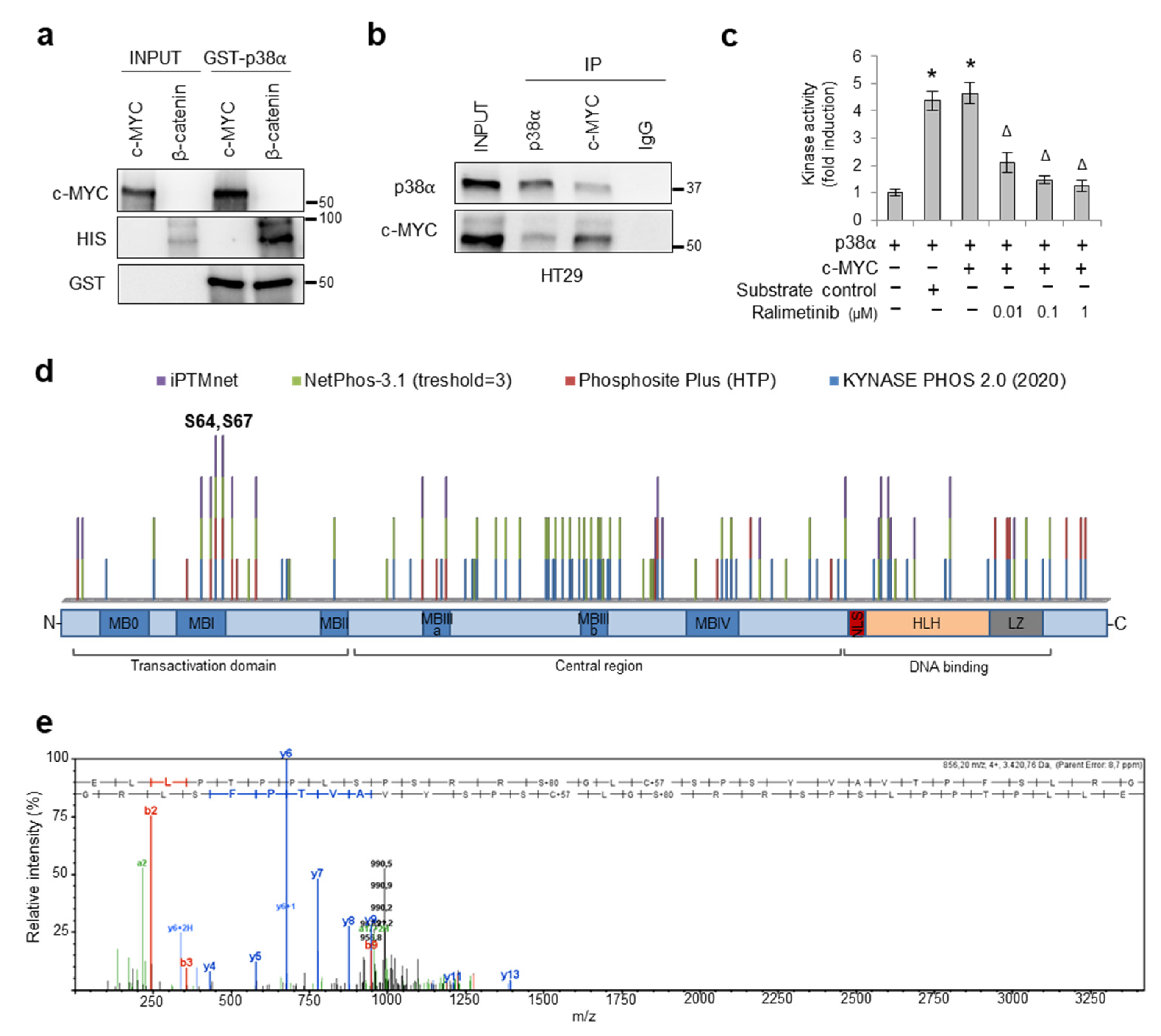 Cancers Free FullText cMYC Protein Stability Is Sustained by