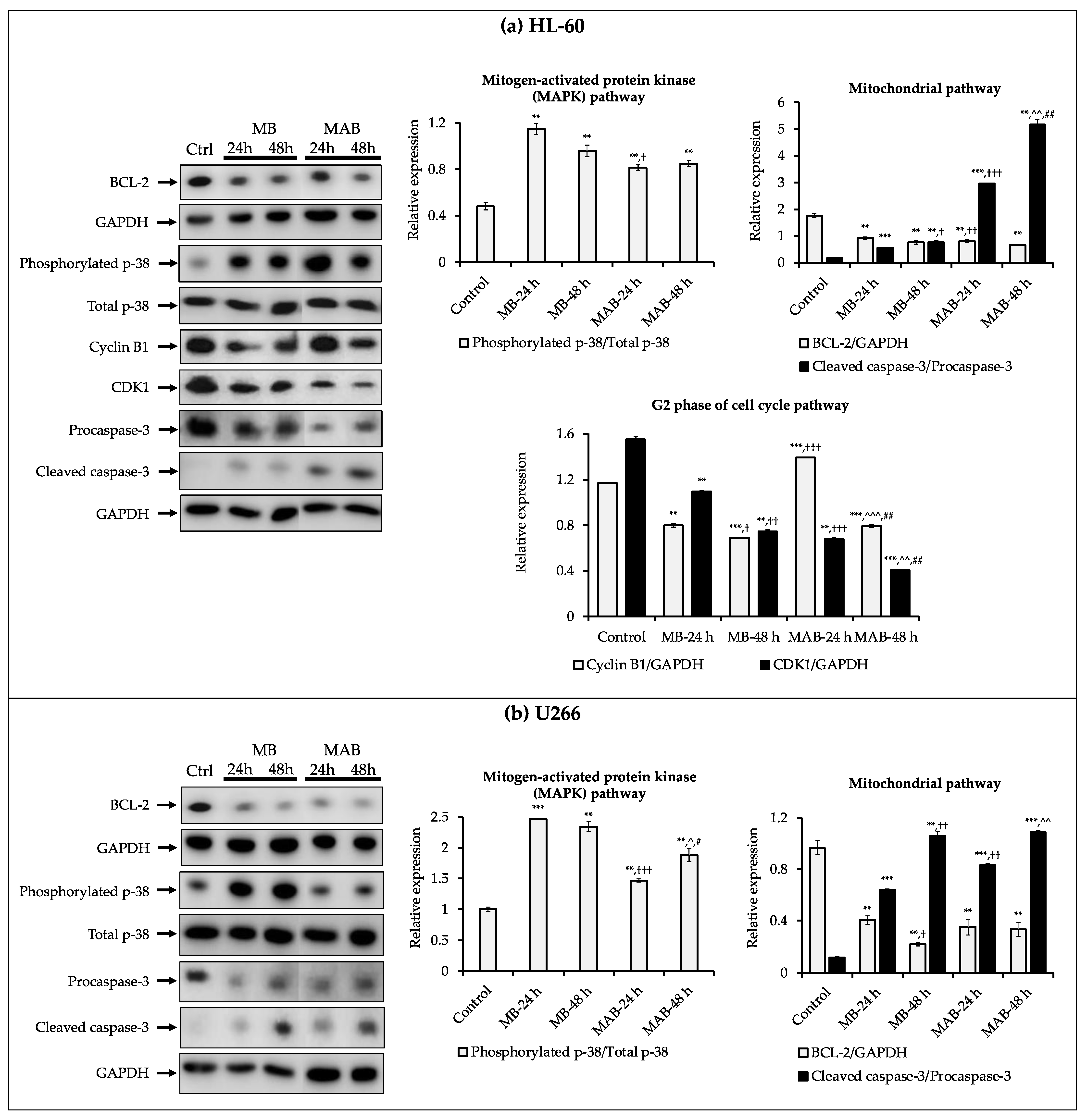 Cancers 14 04848 g004