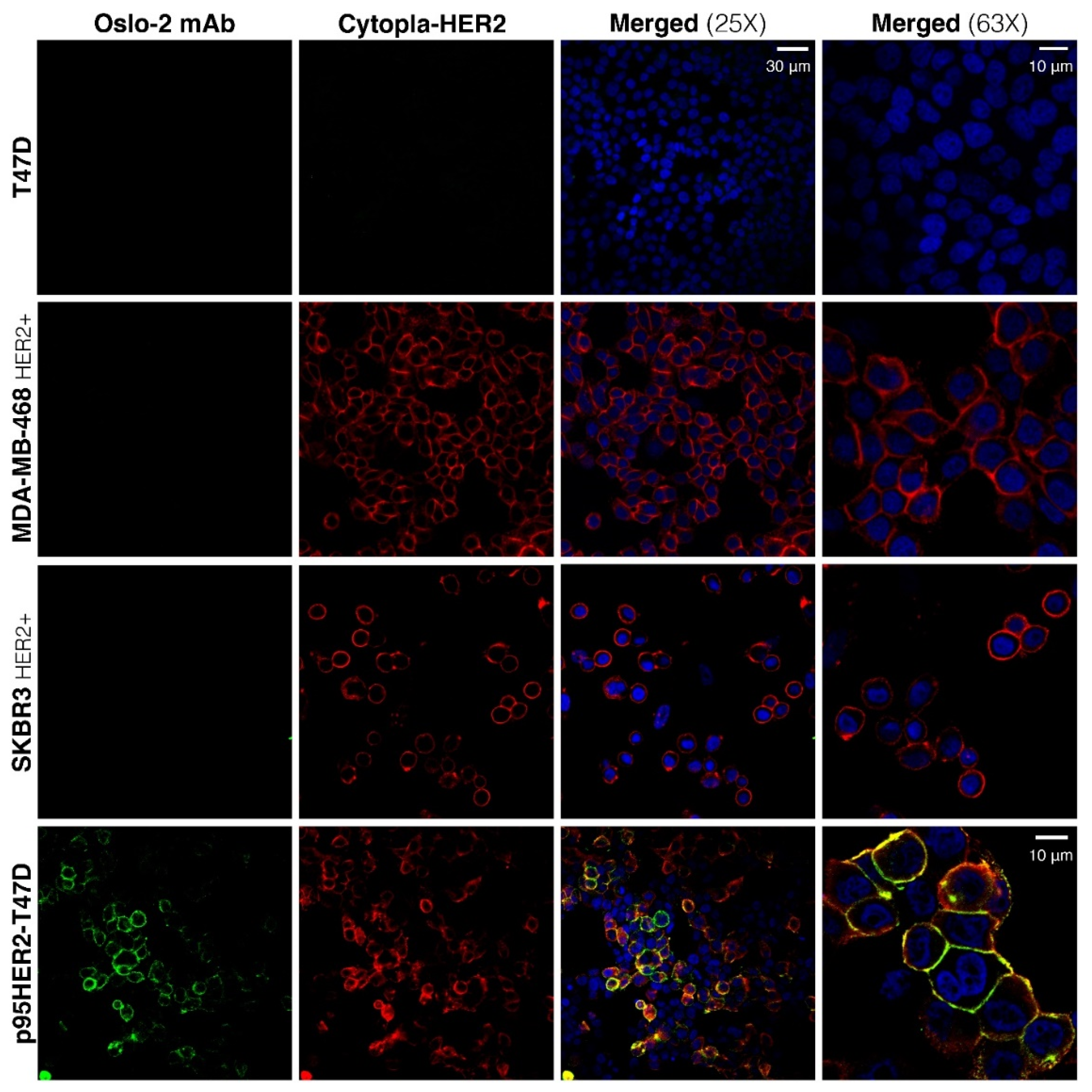Cancers 14 04859 g003 Cancers 14 04859 g003