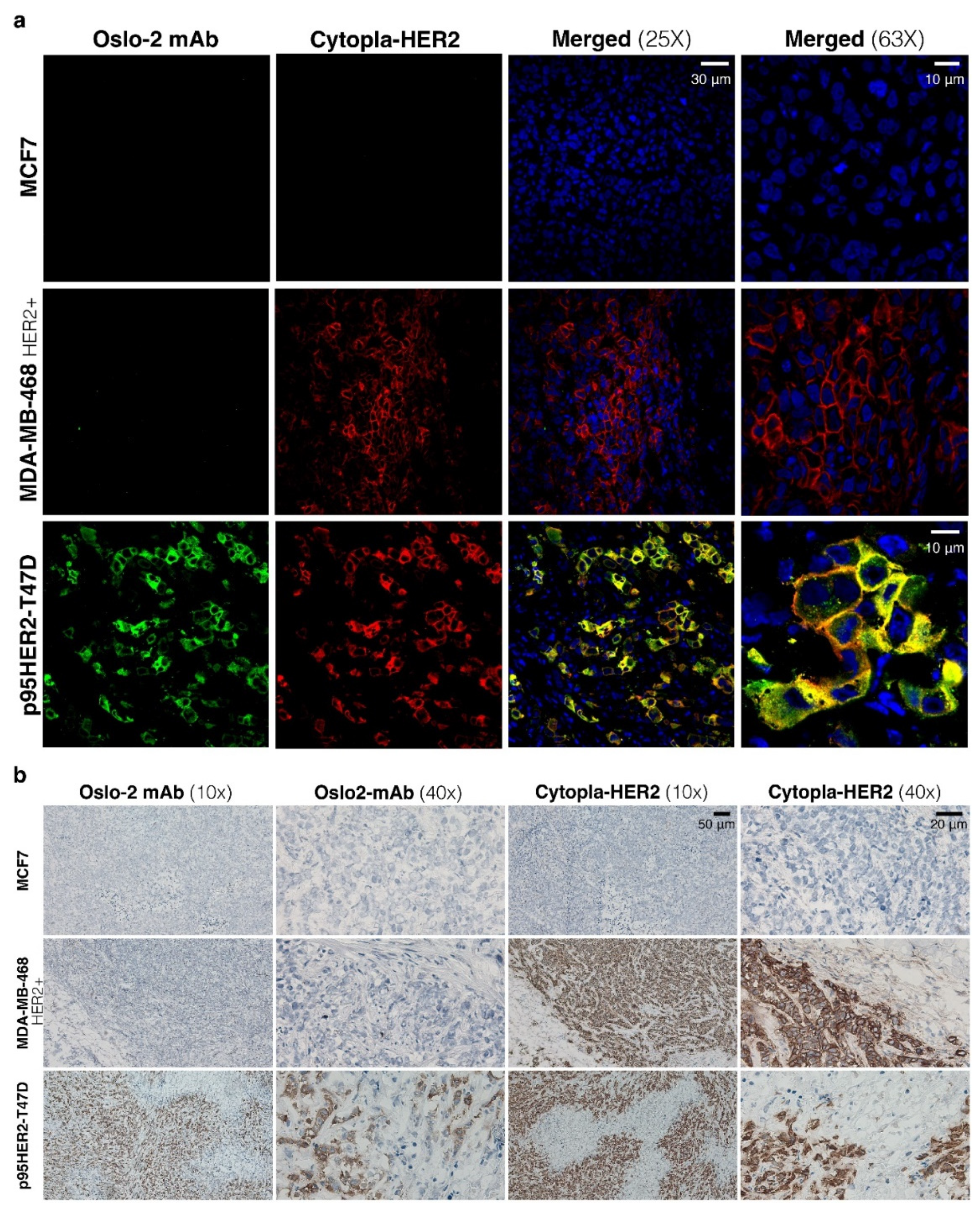 Cancers 14 04859 g004 Cancers 14 04859 g004