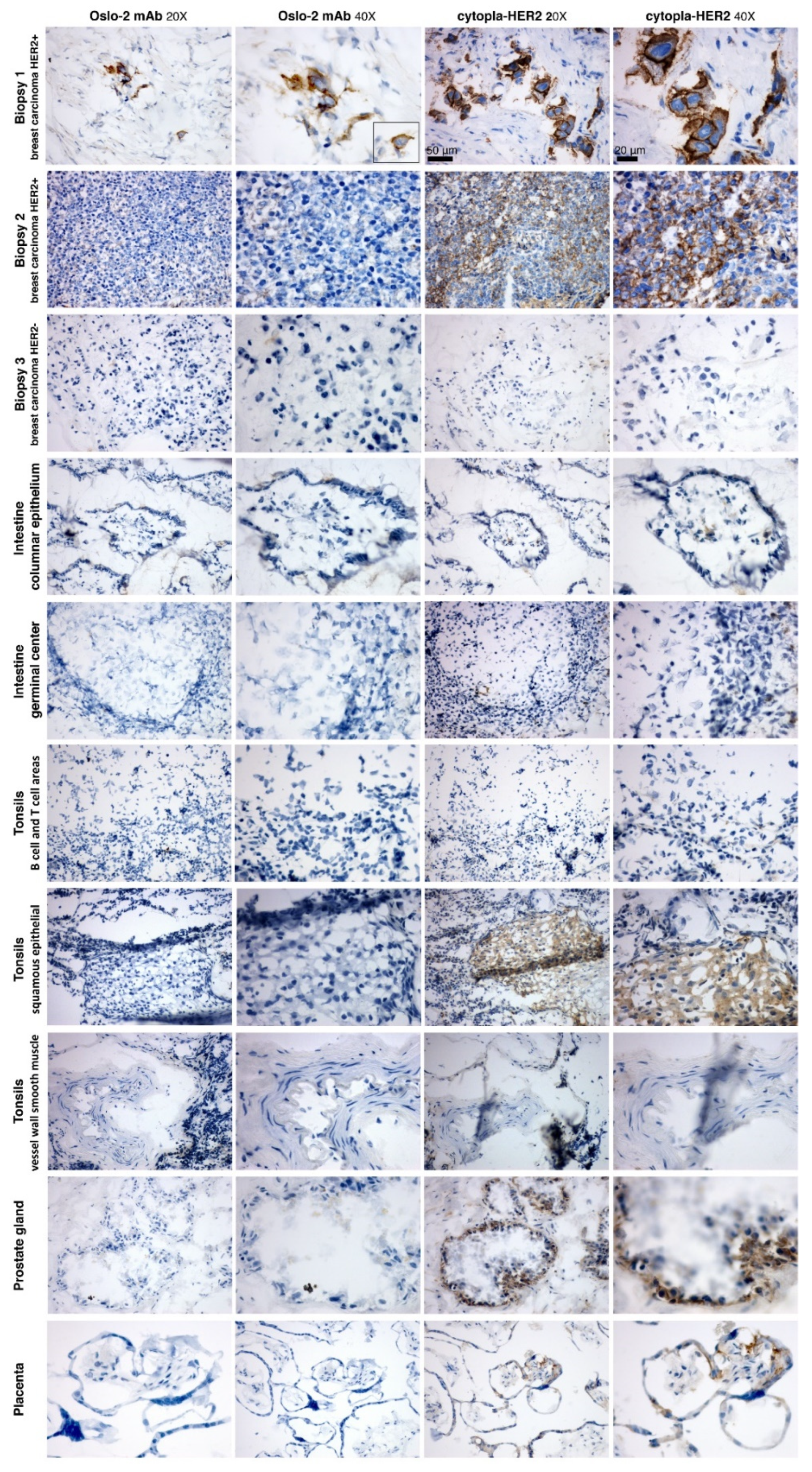 Cancers 14 04859 g005 Cancers 14 04859 g005