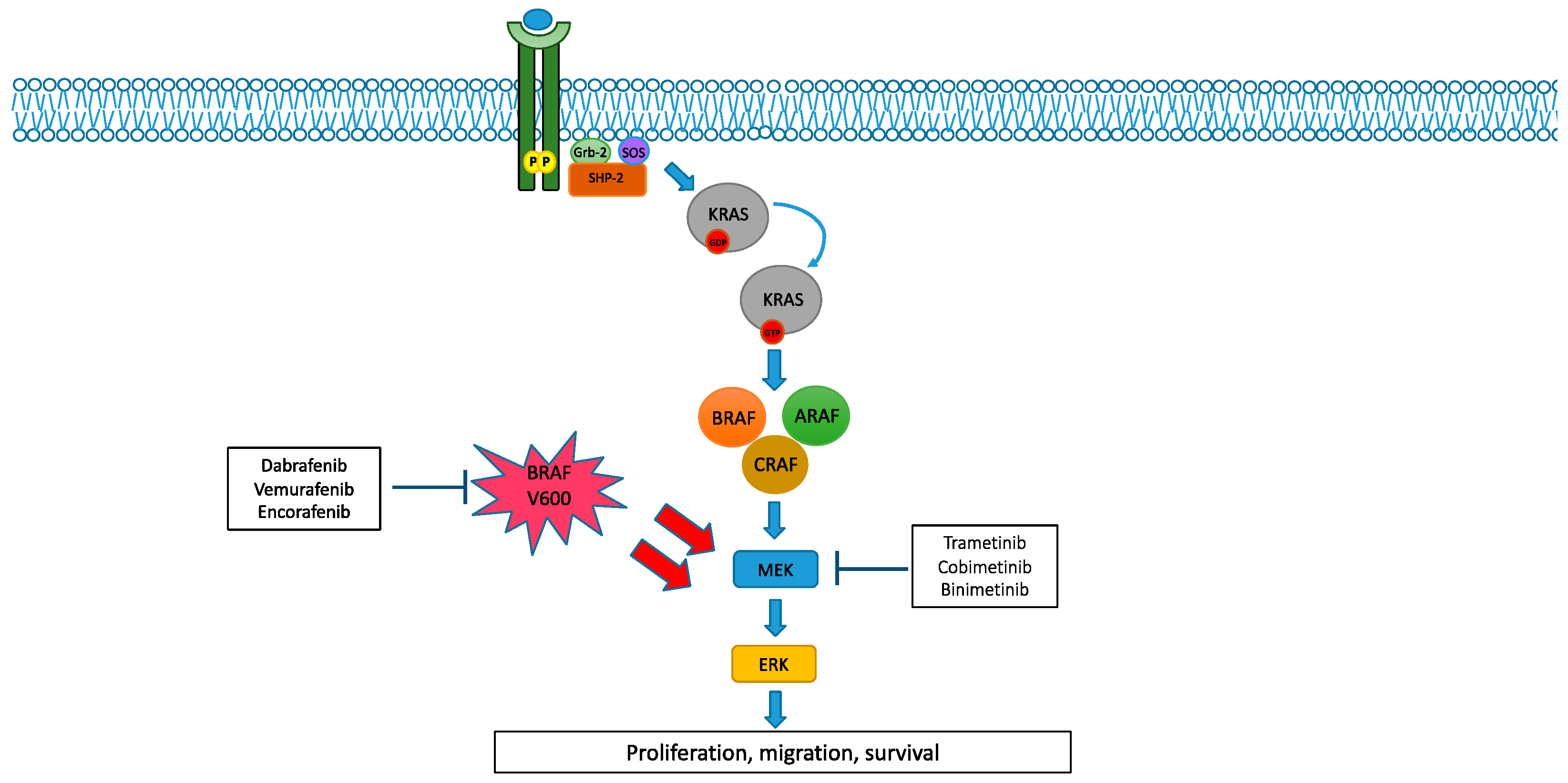 Cancers 14 04863 g001