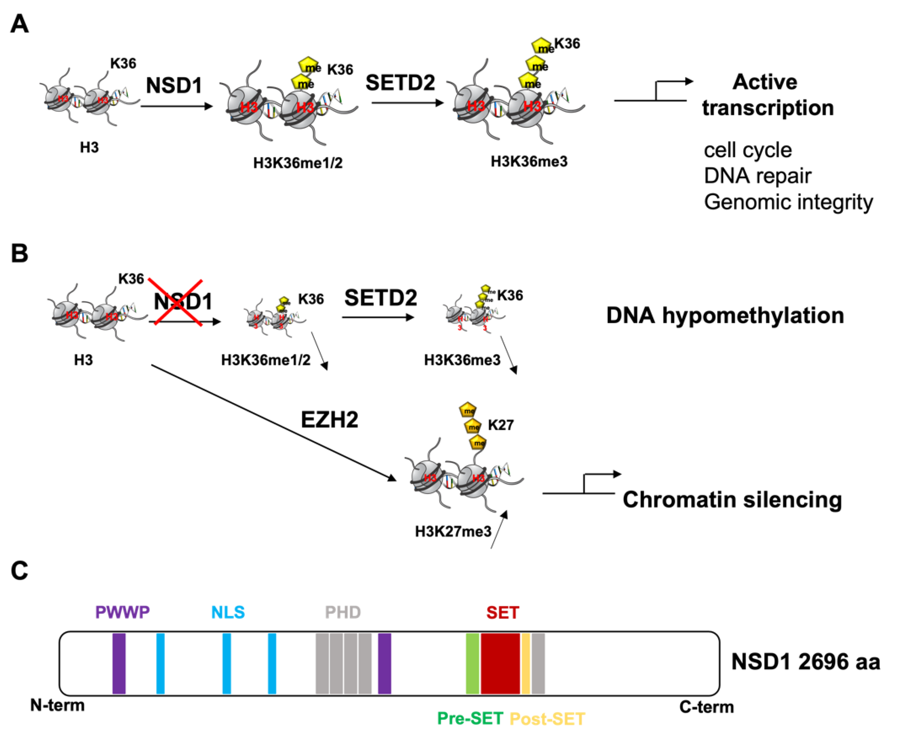 Cancers 14 04865 g001