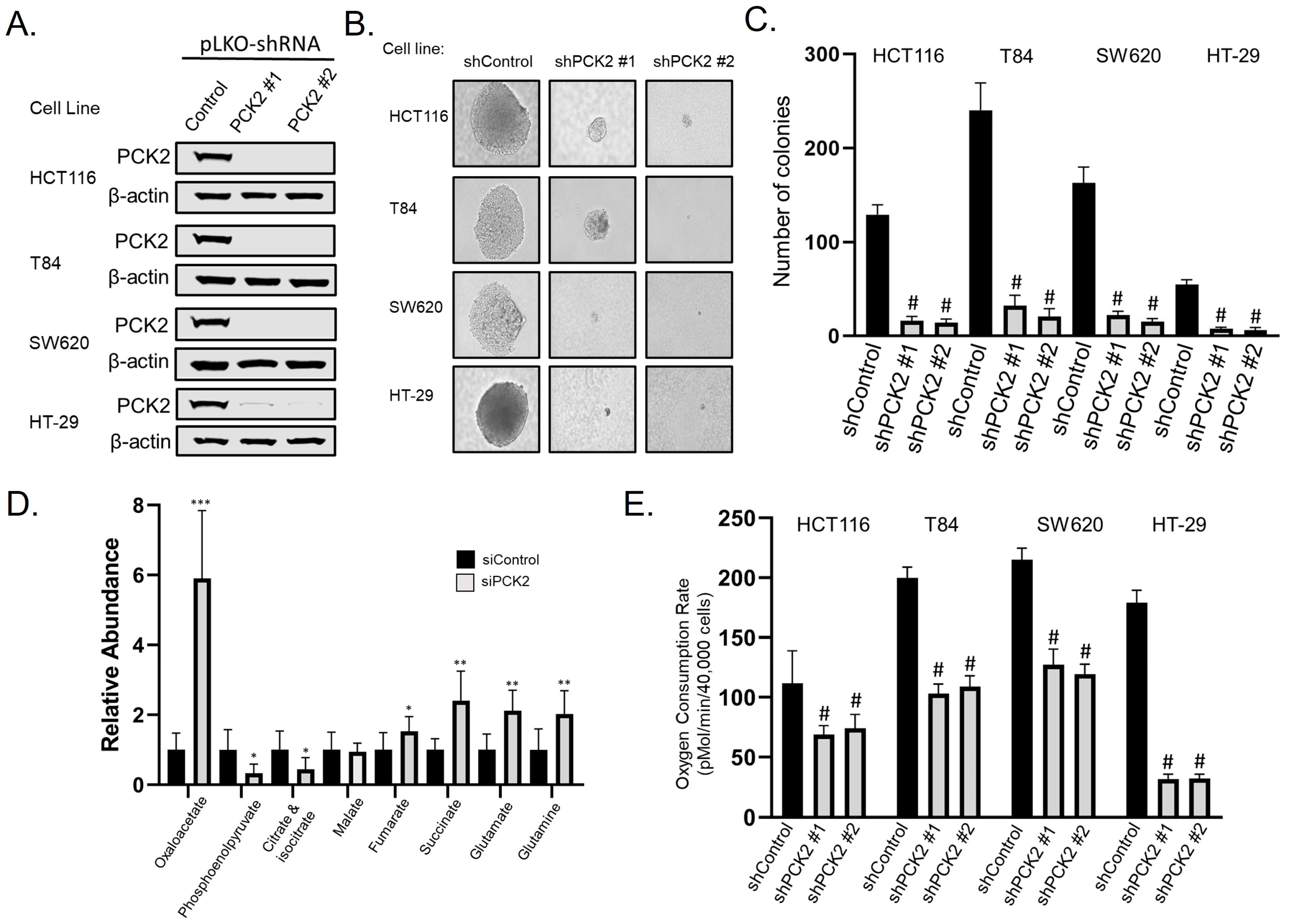 Cancers 14 04879 g004