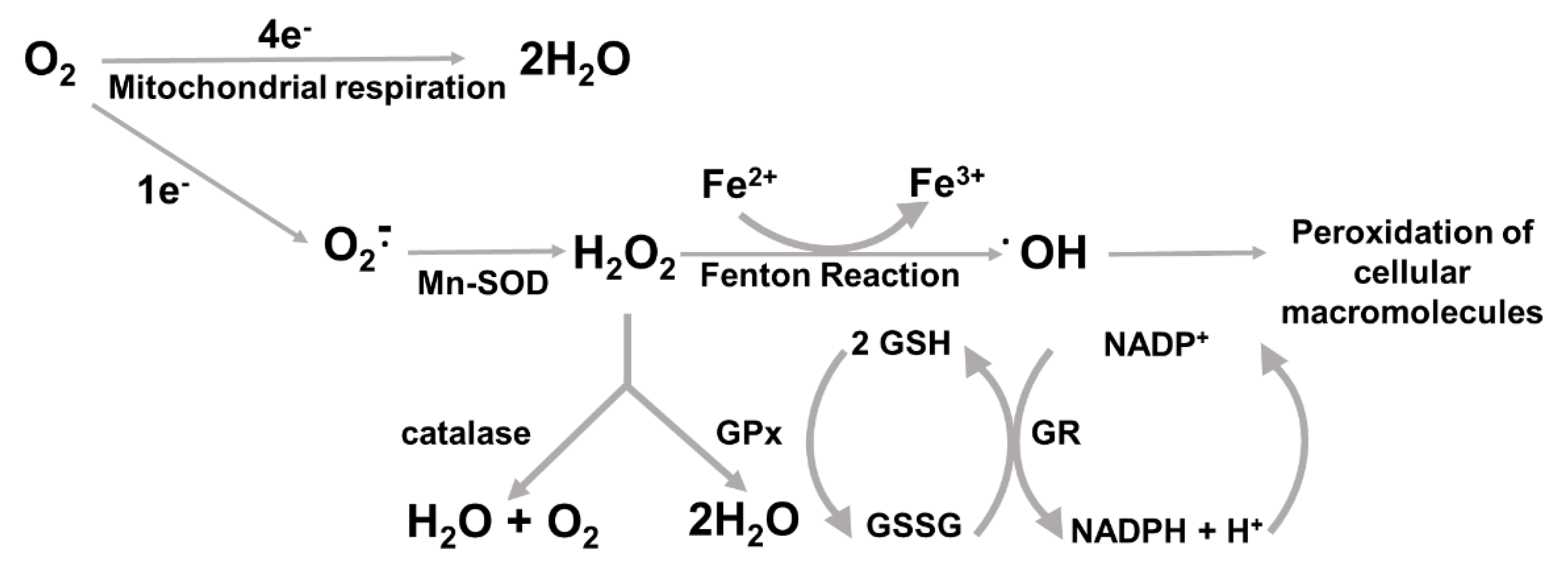 Cancers 14 04881 g002 Cancers 14 04881 g002