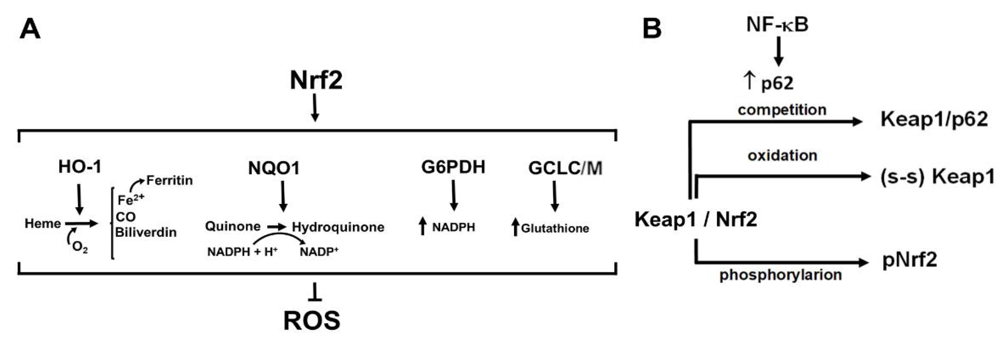 Cancers 14 04881 g003 Cancers 14 04881 g003