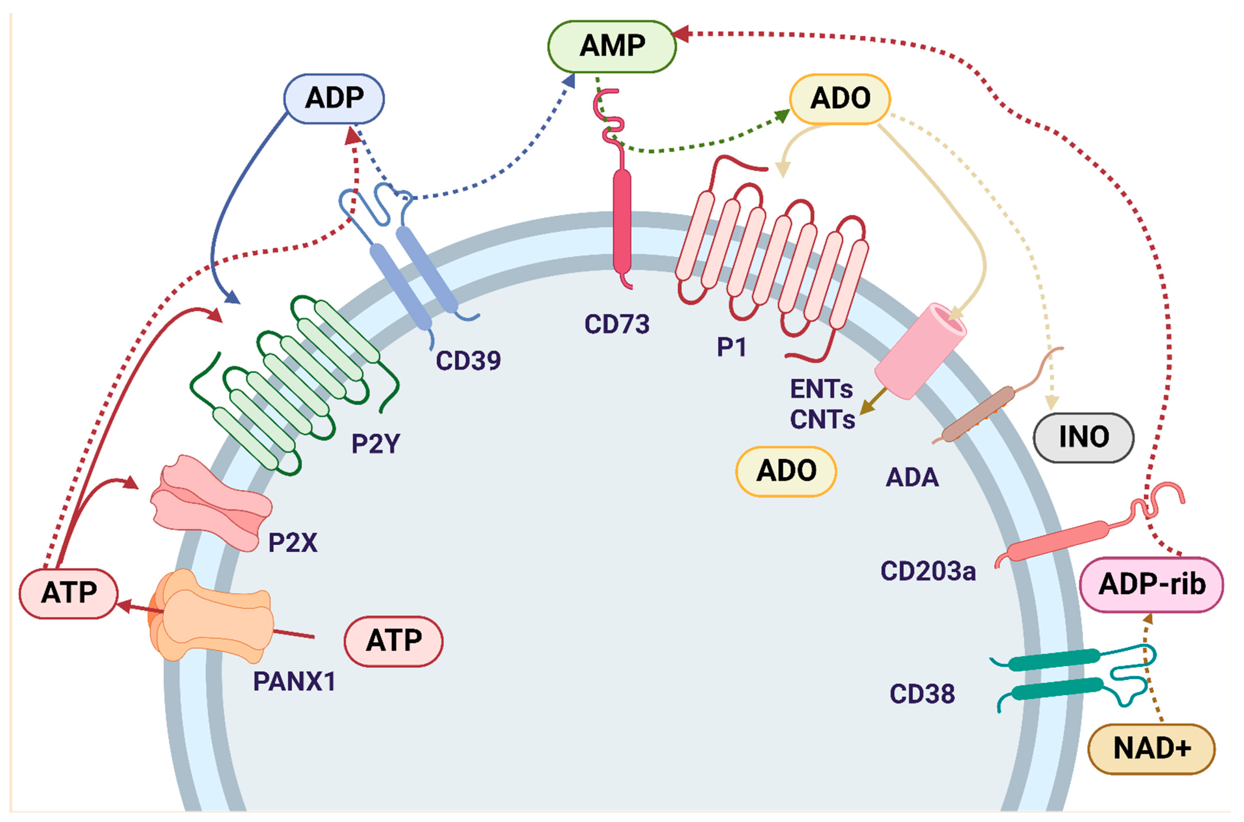 Cancers 14 04887 g002