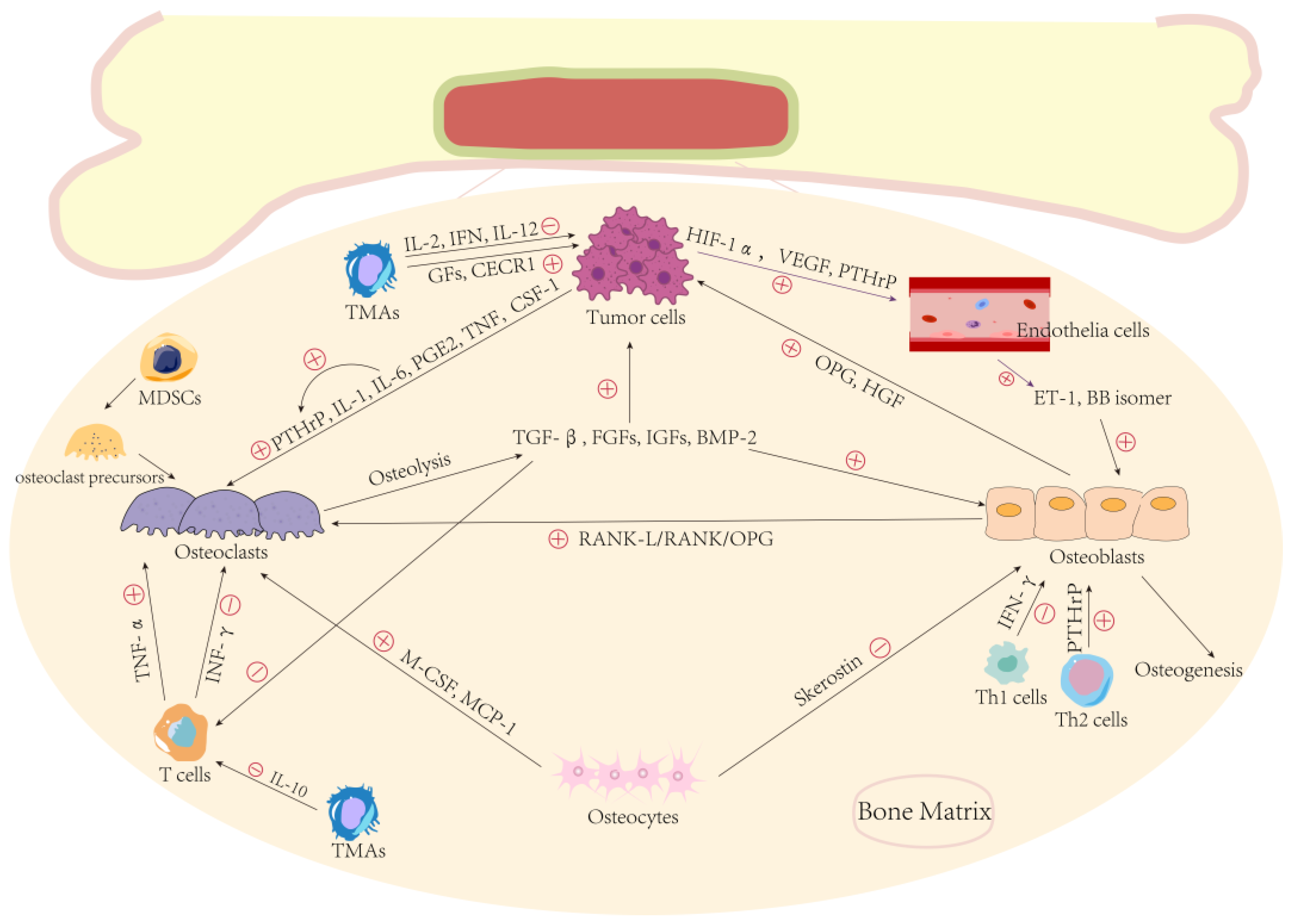 Cancers 14 04888 g001 Cancers 14 04888 g001