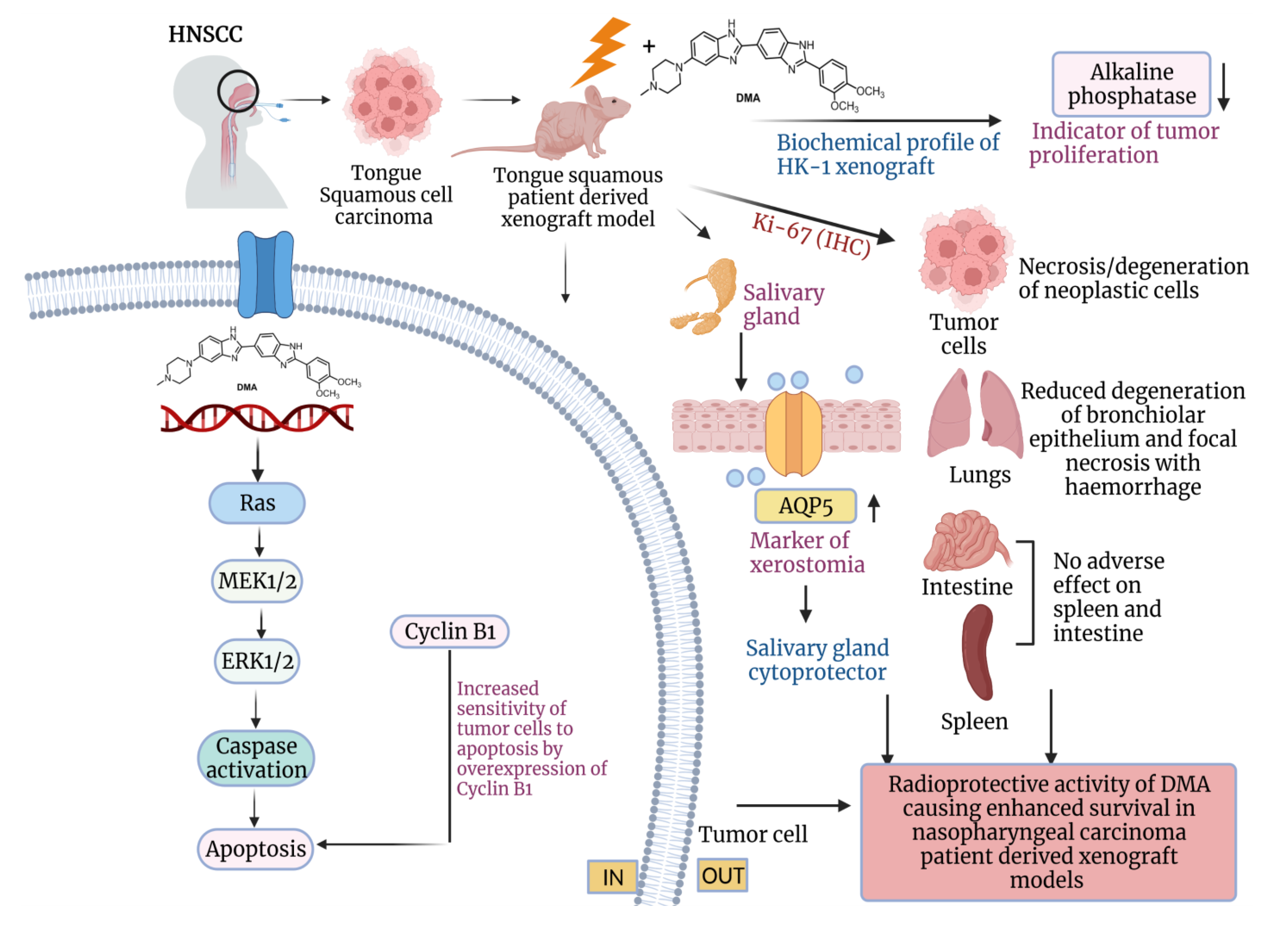 Cancers 14 04908 g009