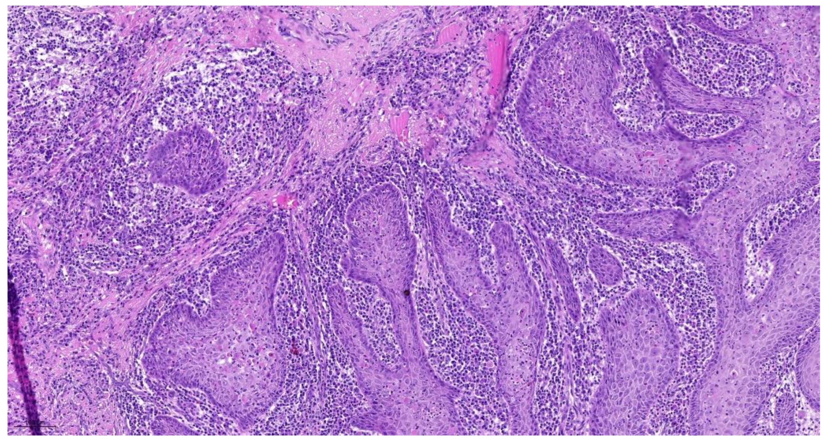 Cancers 14 04949 g001 Cancers 14 04949 g001