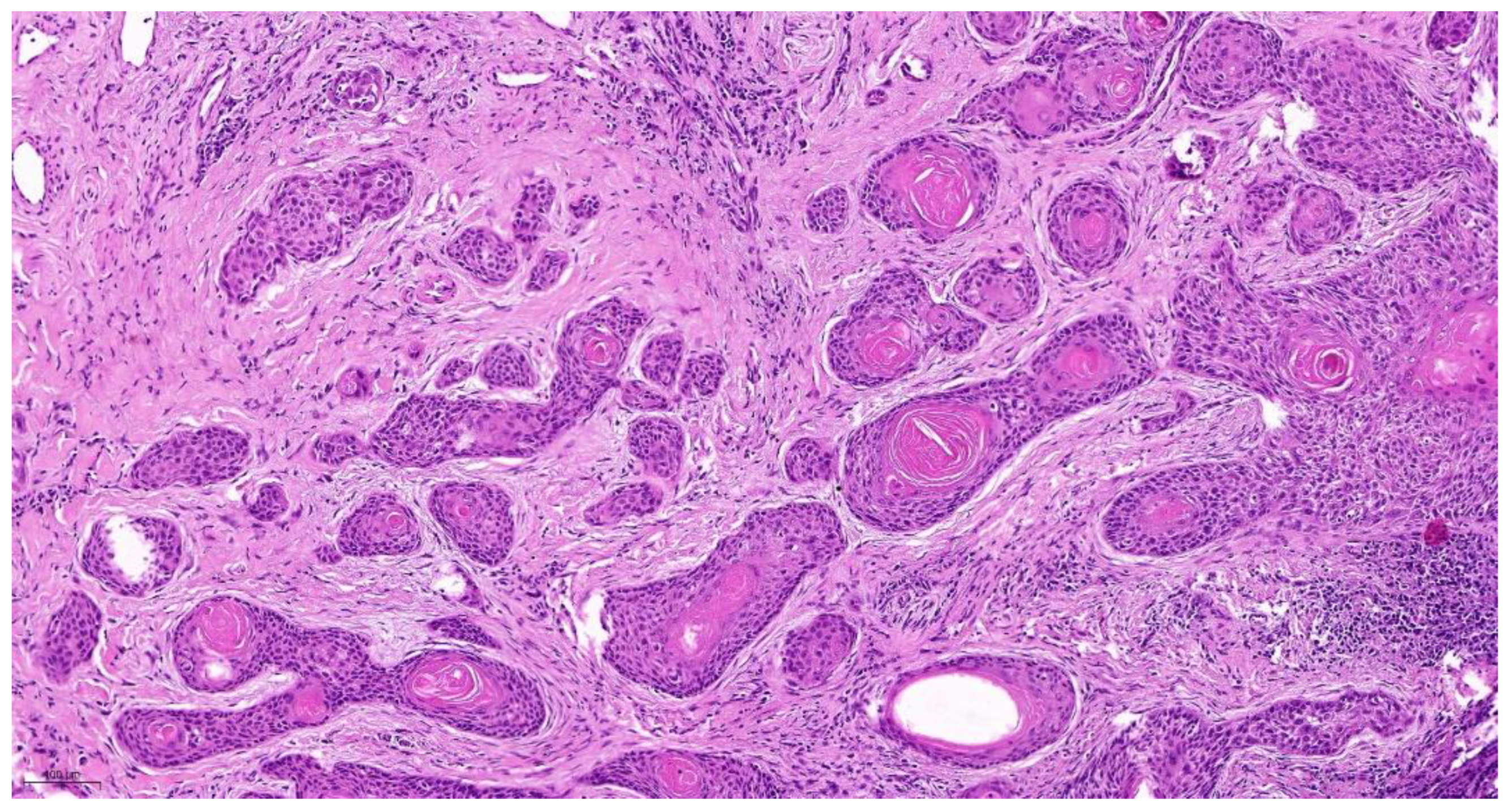 Cancers 14 04949 g002 Cancers 14 04949 g002