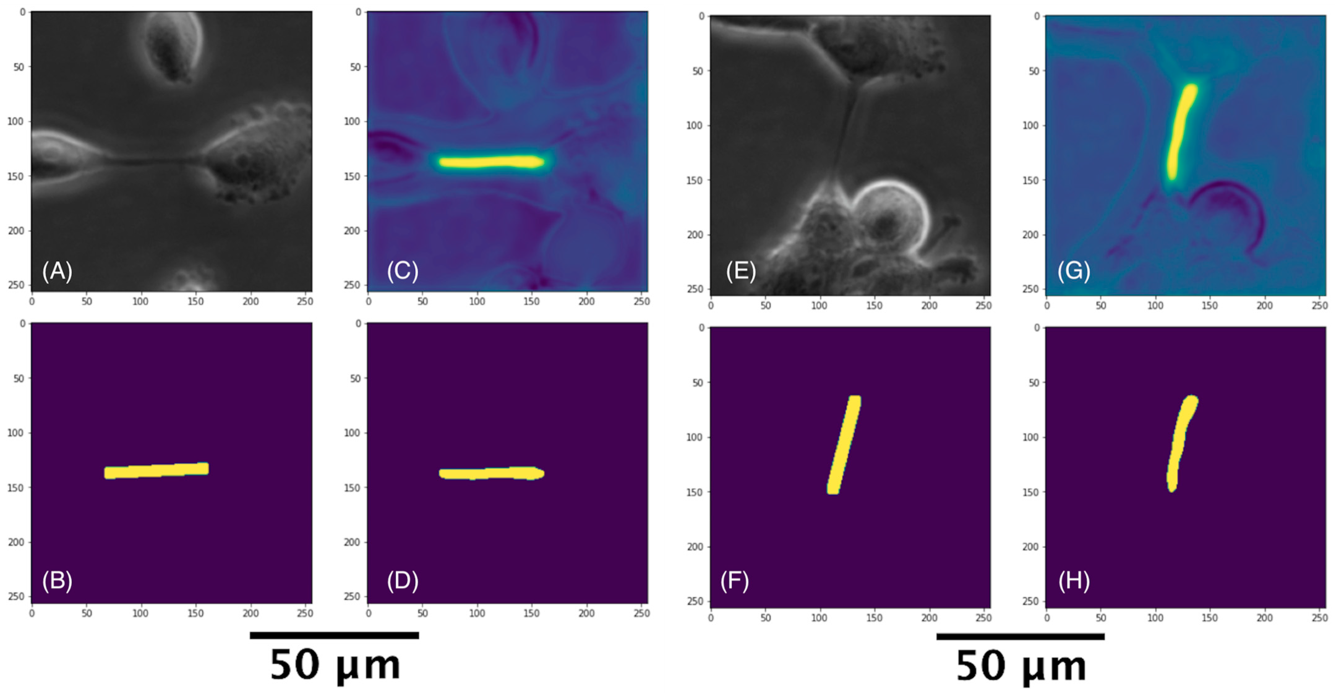 Cancers 14 04958 g005 Cancers 14 04958 g005