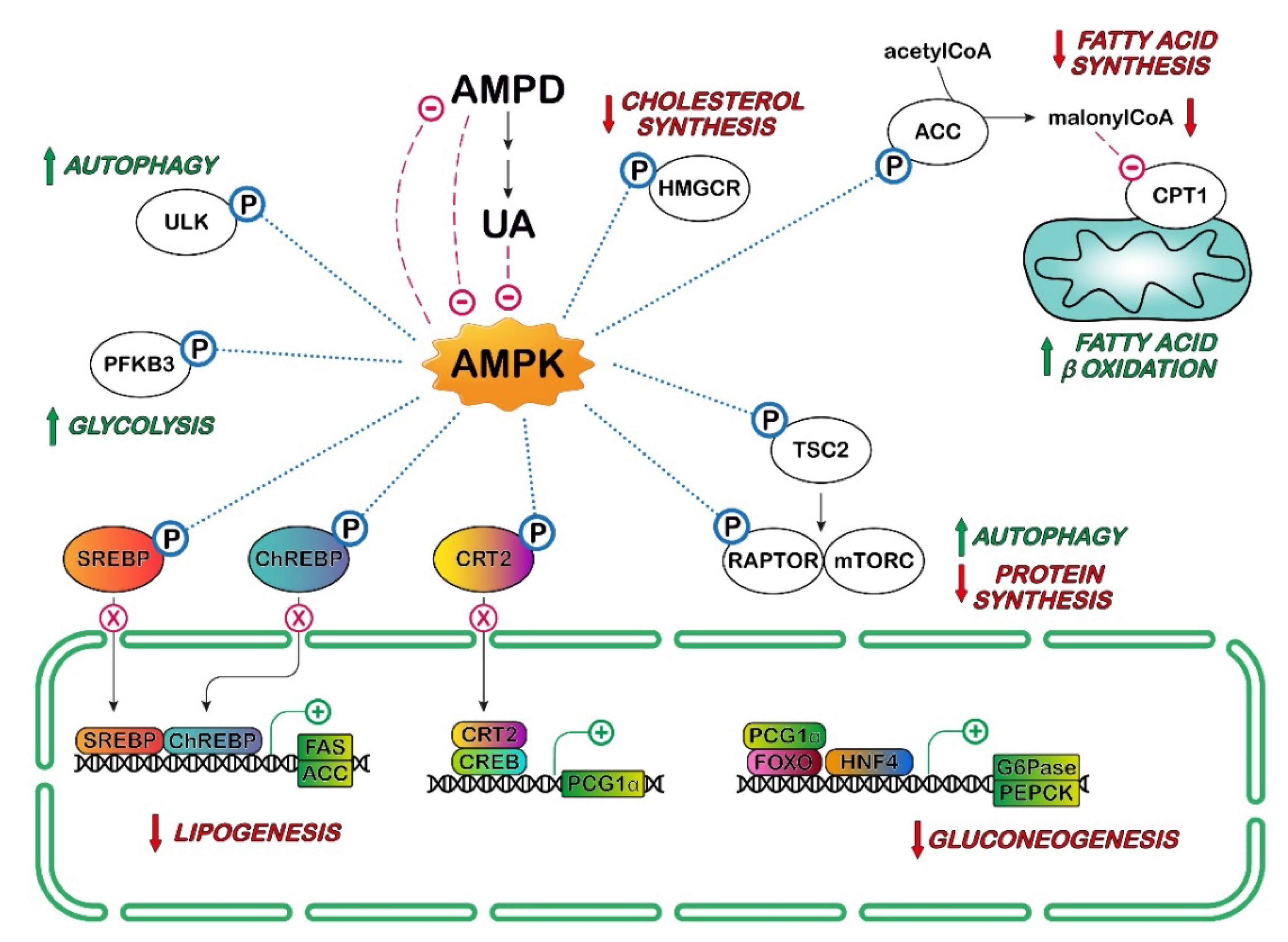 Cancers 14 04959 g004