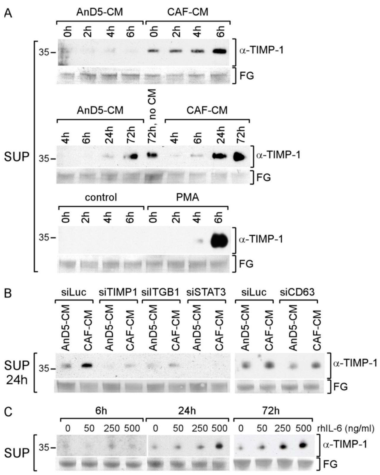 Cancers 14 04983 g004