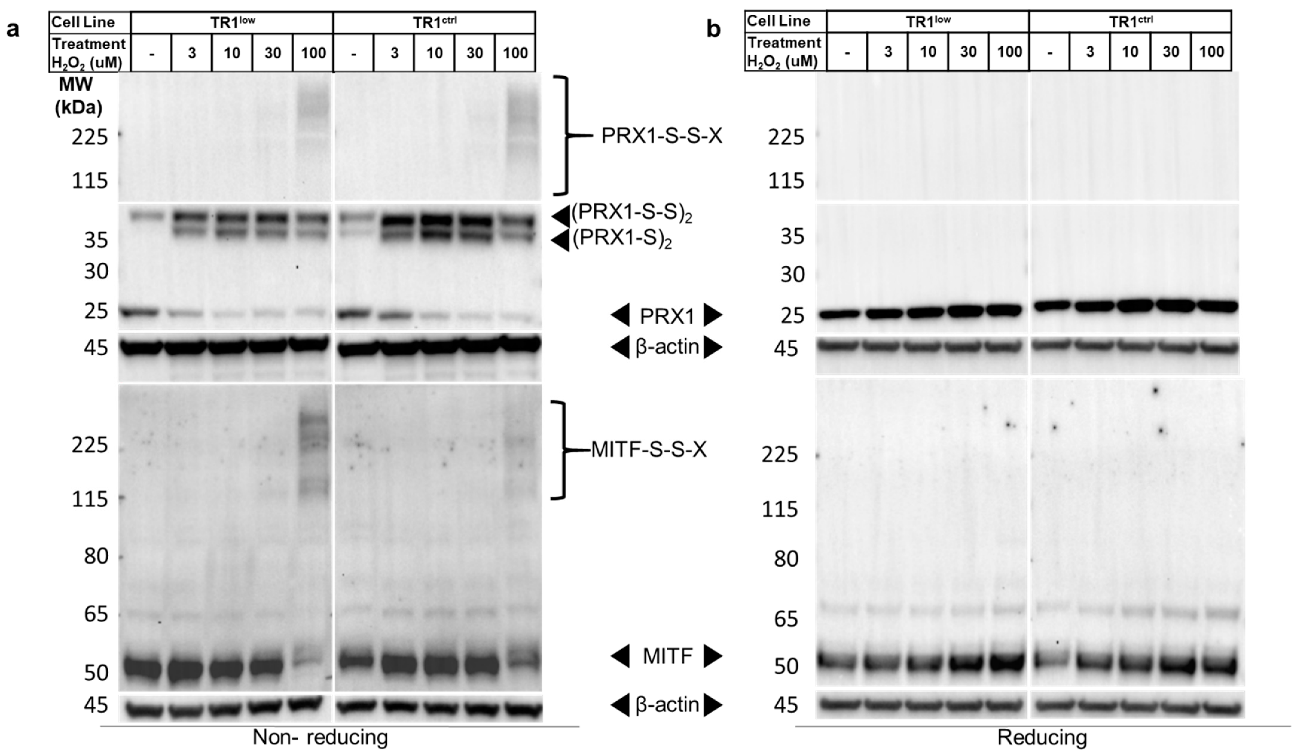 Cancers 14 05011 g004