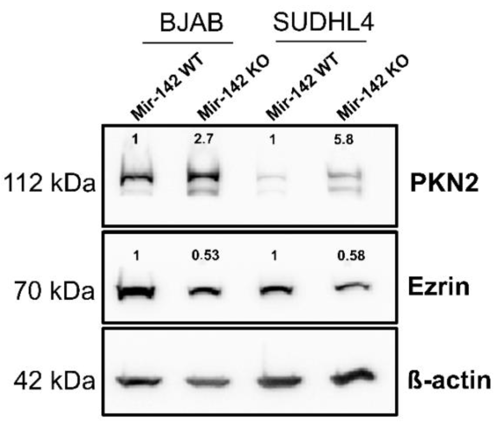 Cancers 14 05031 g011 Cancers 14 05031 g011