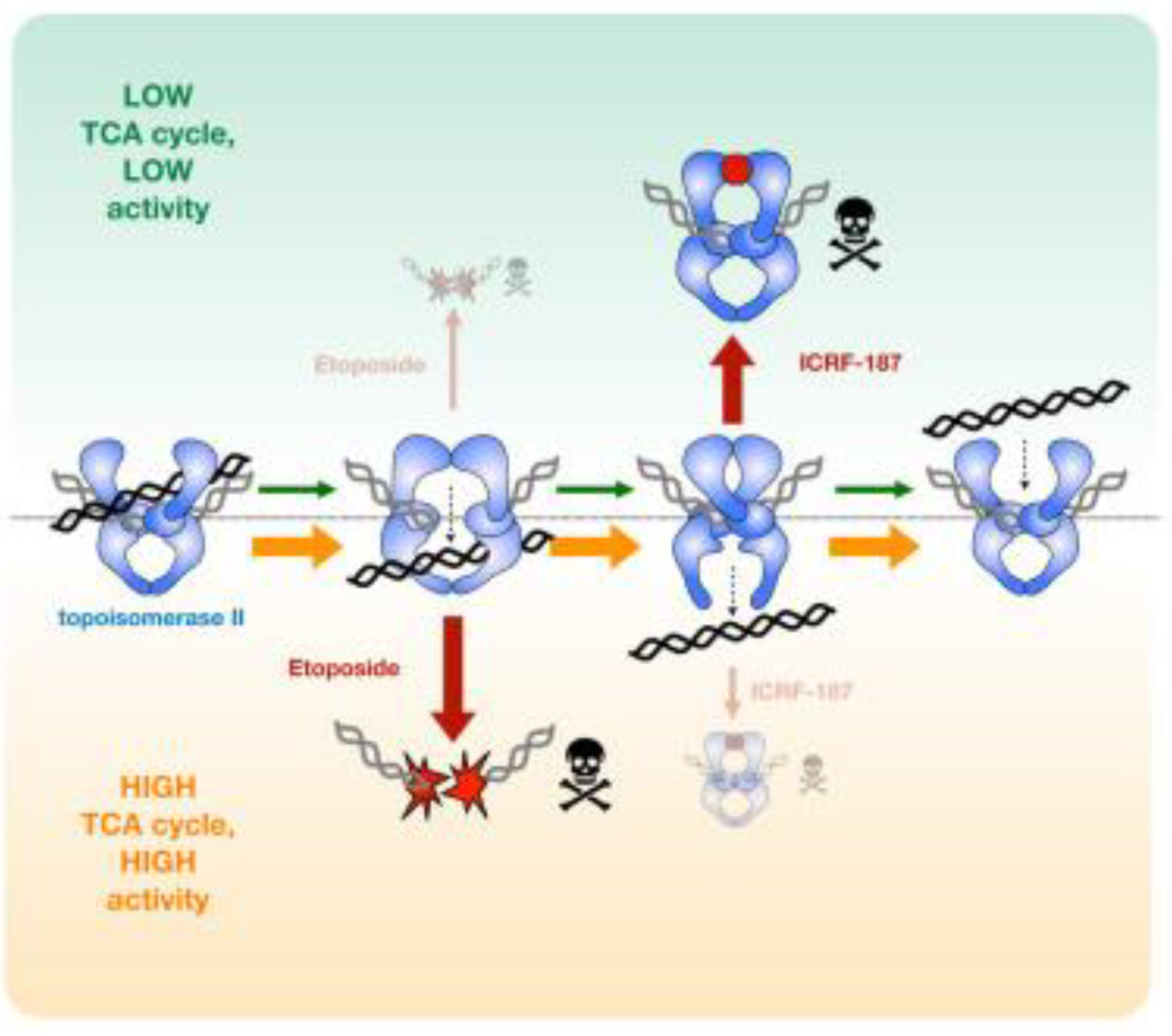Cancers 14 05041 g005 Cancers 14 05041 g005