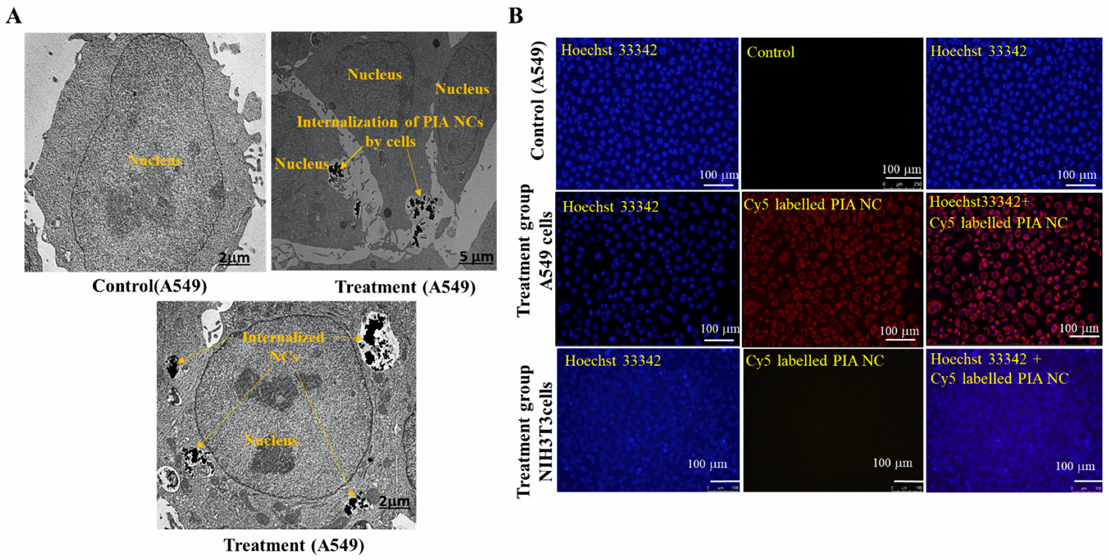 Cancers 14 05043 g004