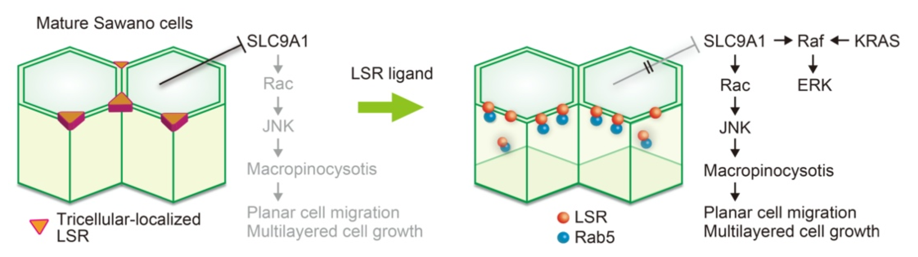 Cancers 14 05056 g003 Cancers 14 05056 g003