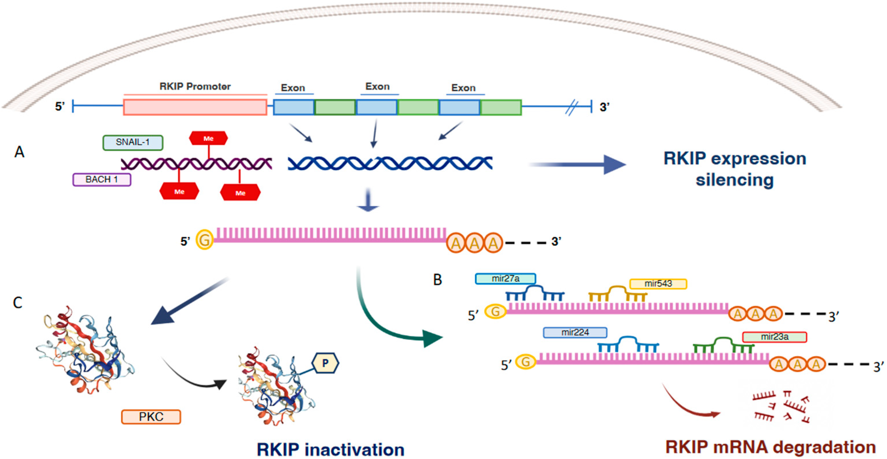 Cancers 14 05070 g002
