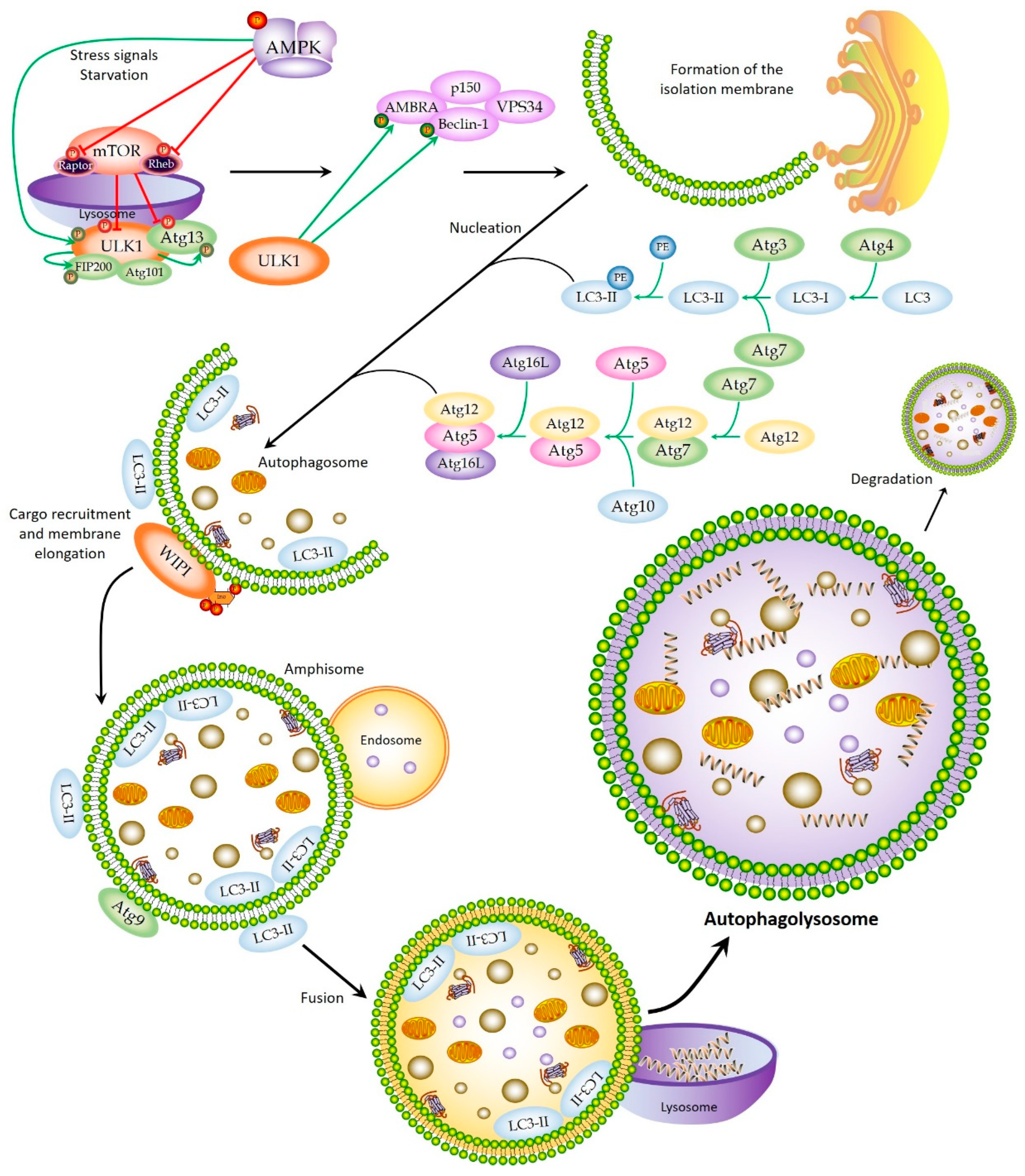 Cancers | Free Full-Text | Autophagy in Hematological Malignancies 
