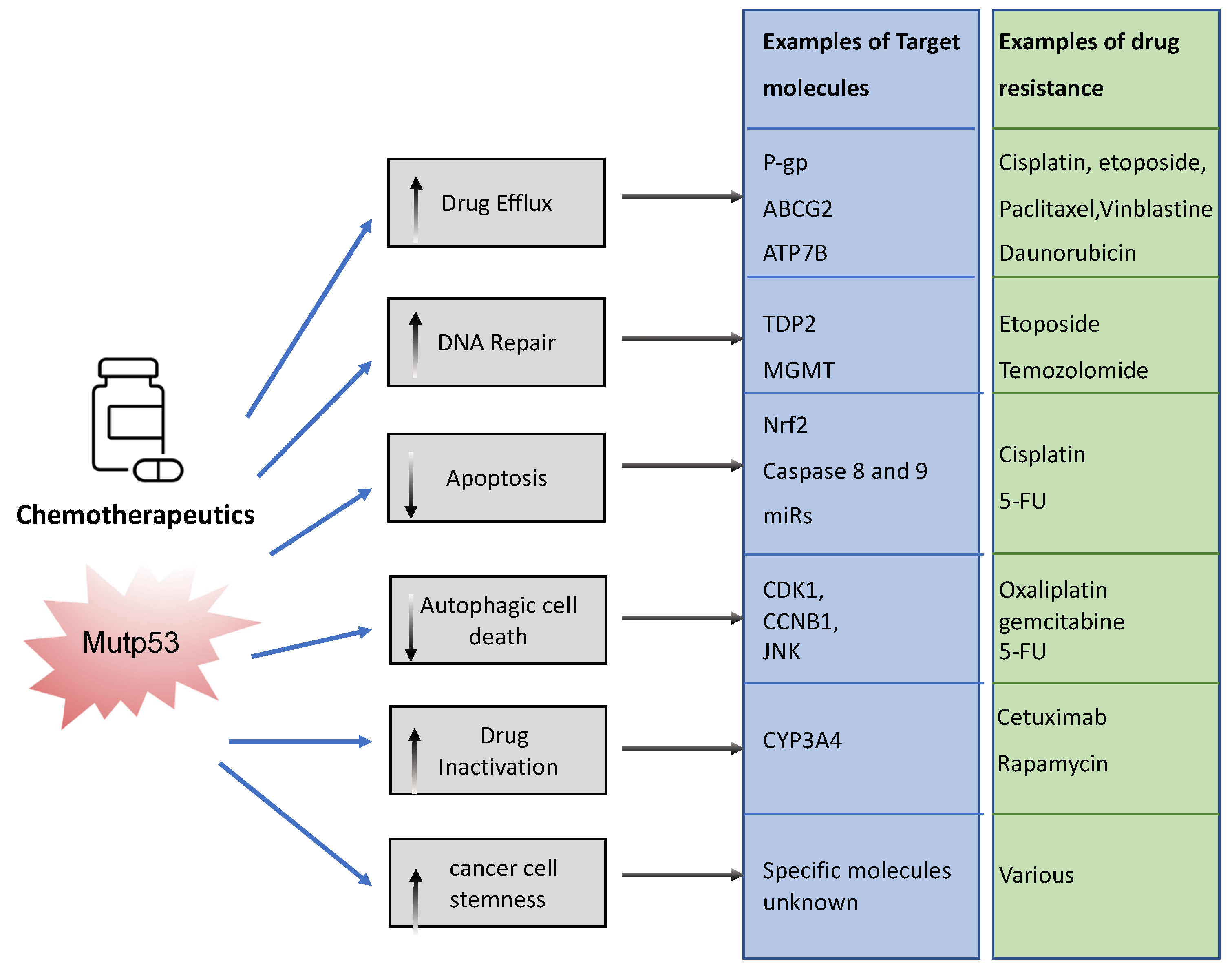 GOF Mutant p53 in Cancers: A Therapeutic ... Biology Diagrams