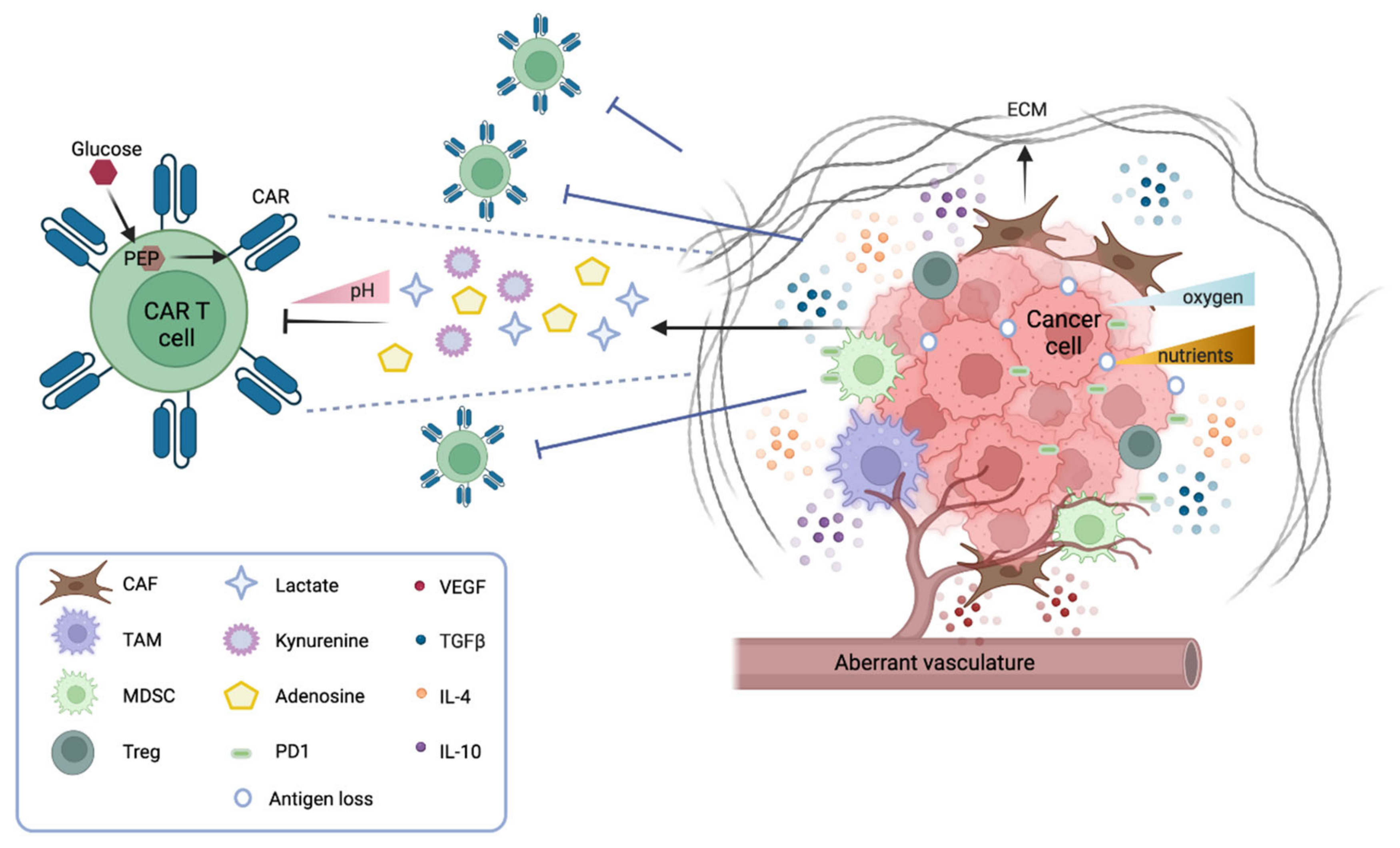 Cancers | Free Full-Text | Advances and Hurdles in CAR T Cell Immune  Therapy for Solid Tumors