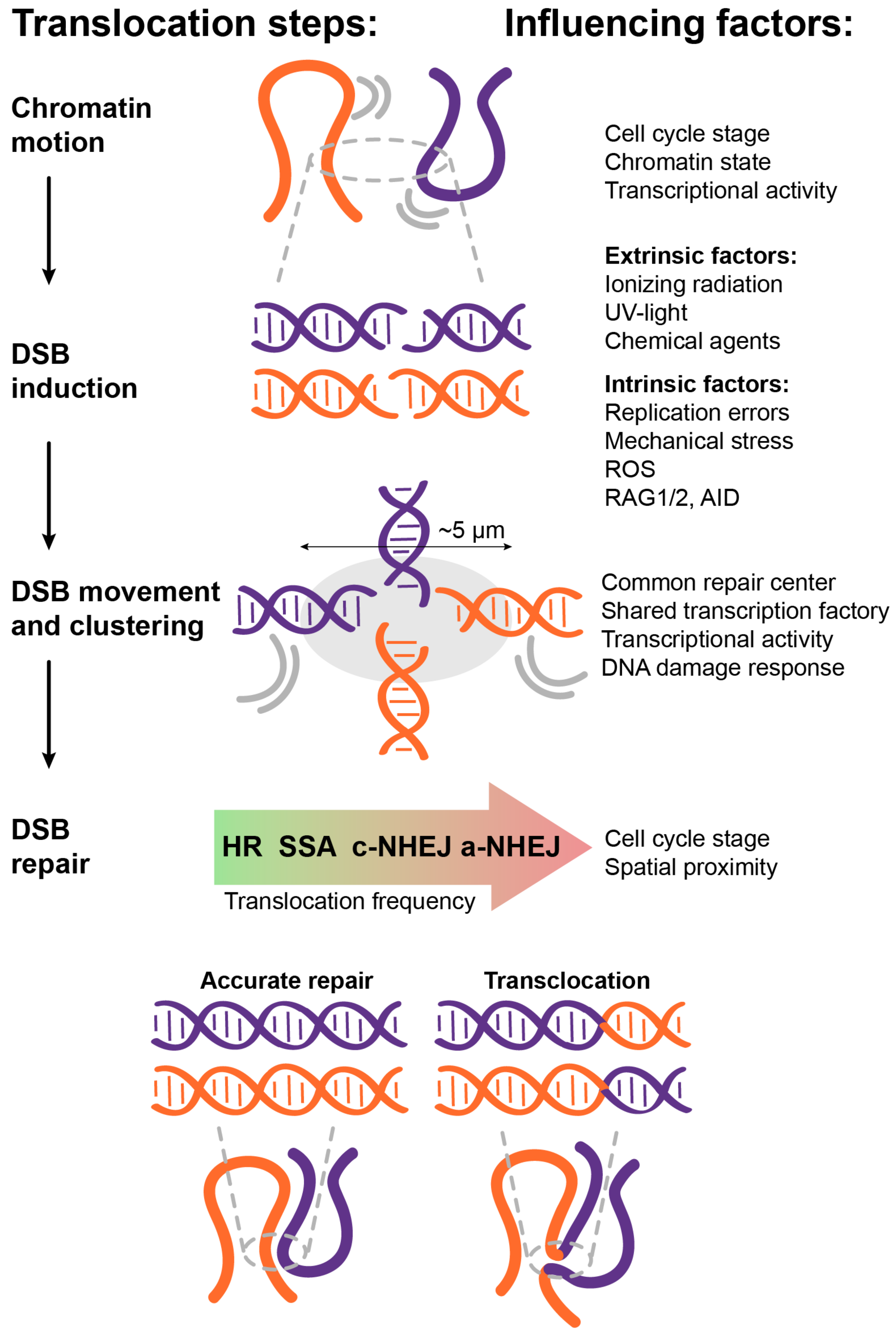 Cancers Free Full Text Factors That Affect The Formation Of cancers-free-full-text-factors-that-affect-the-formation-of