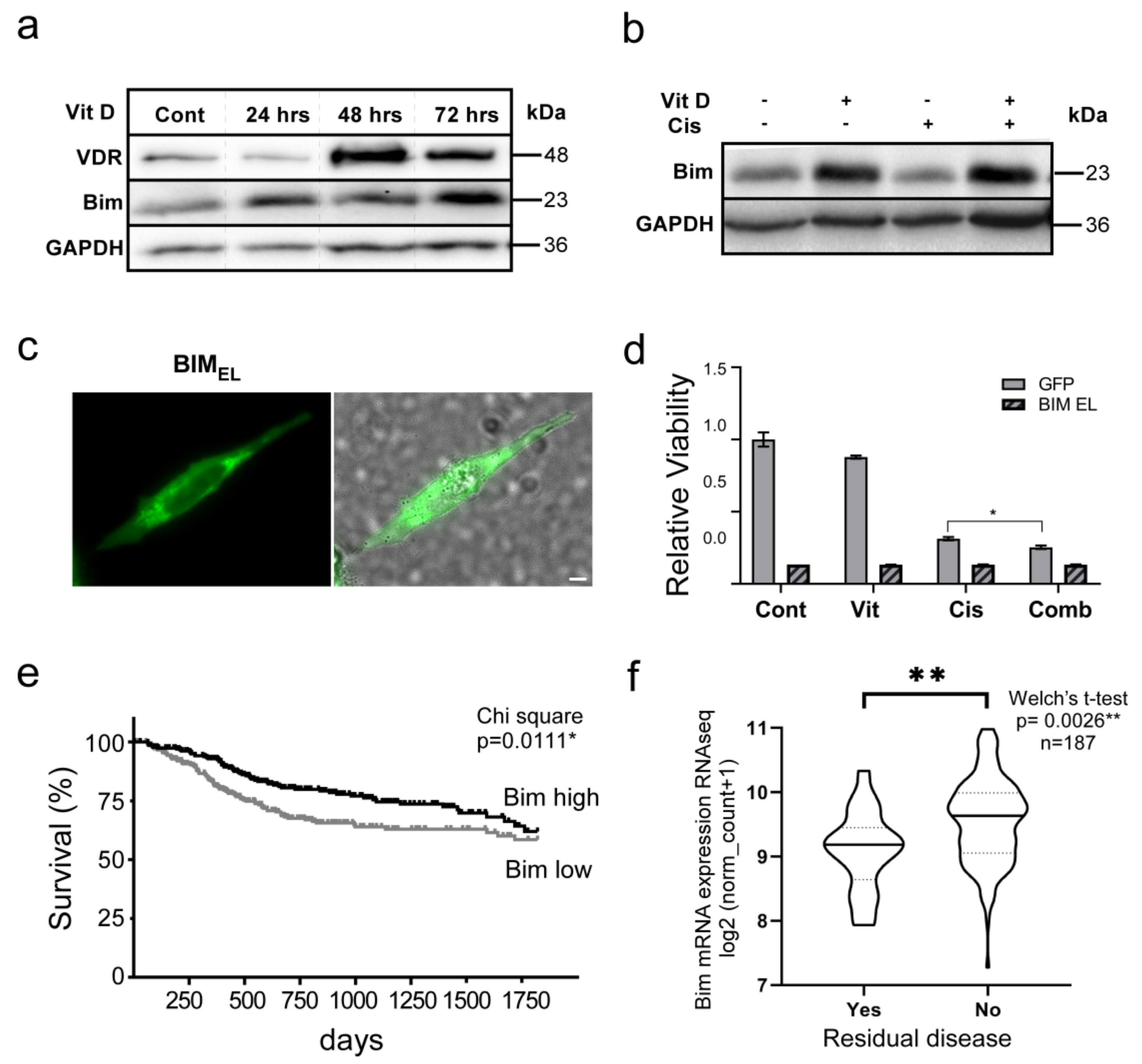Cancers 14 05131 g005 Cancers 14 05131 g005
