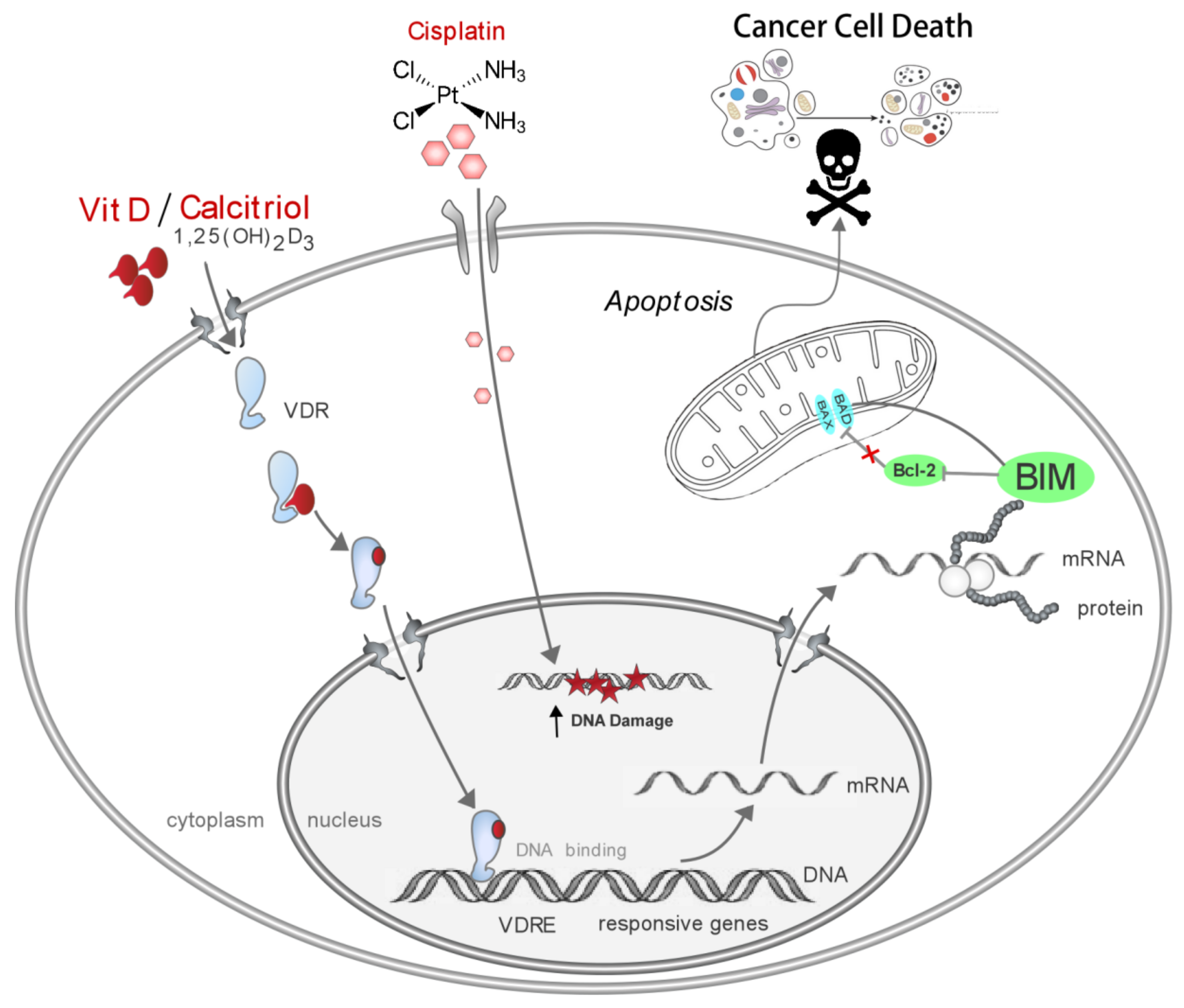 Cancers 14 05131 g006 Cancers 14 05131 g006