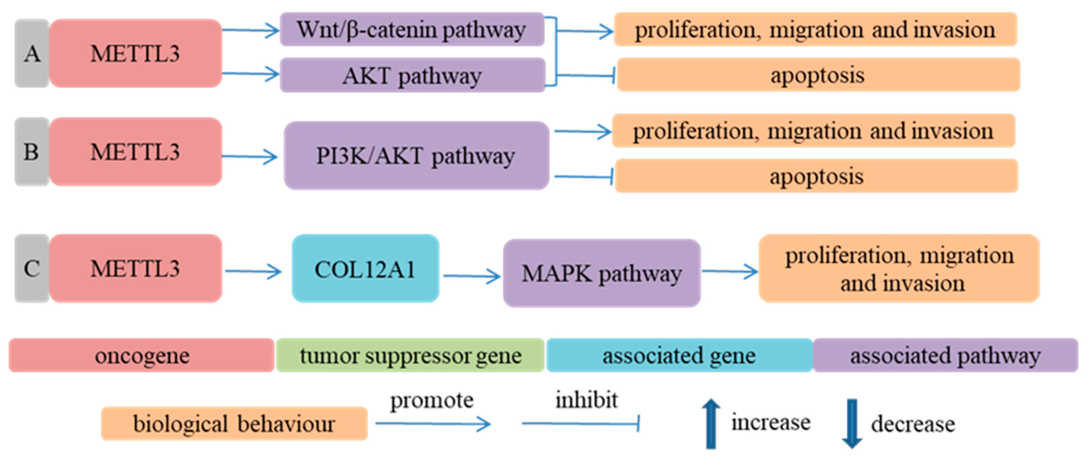 Cancers | Free Full-Text | The Role of m6A Modification and m6A 