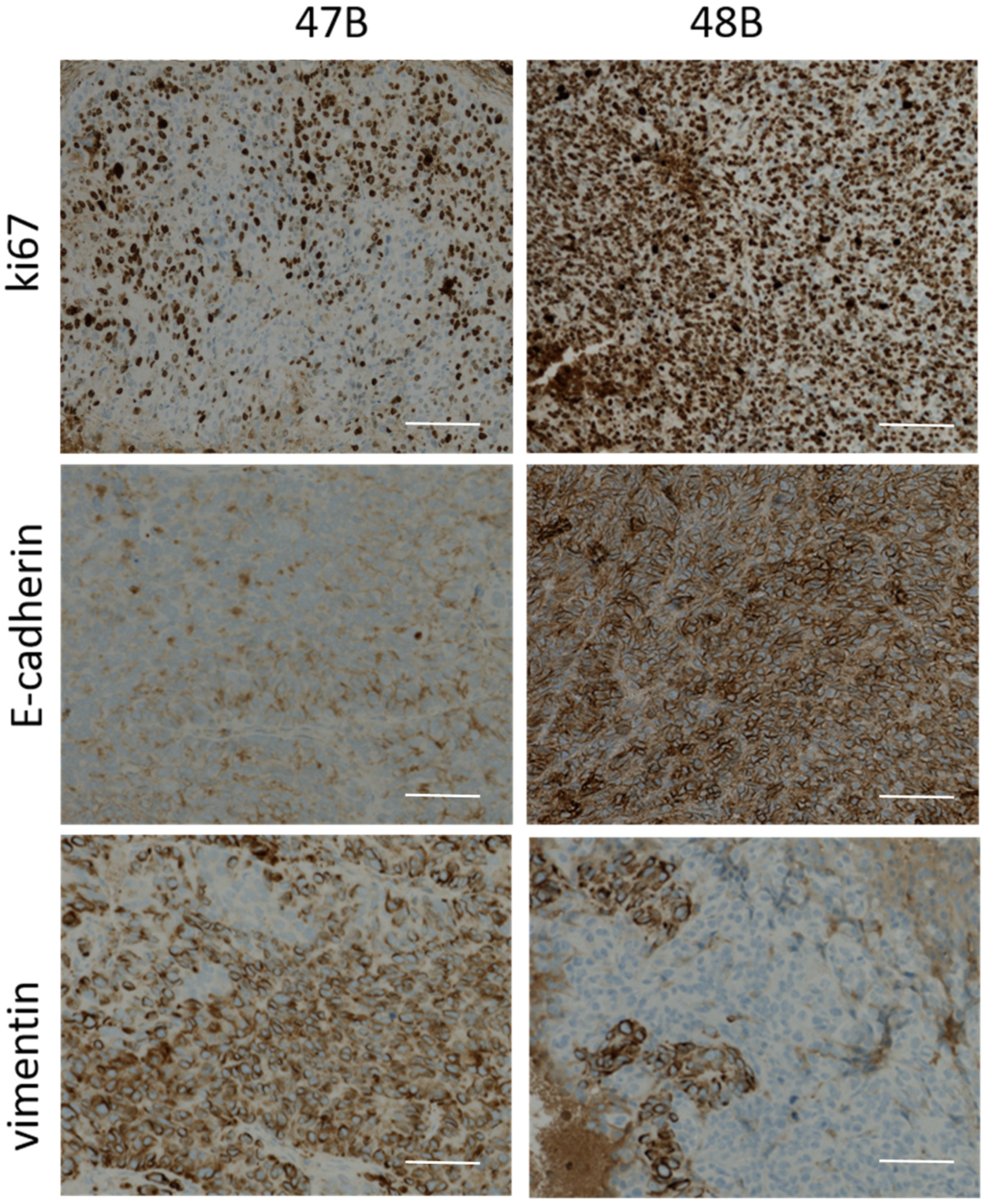 Cancers 14 05146 g005