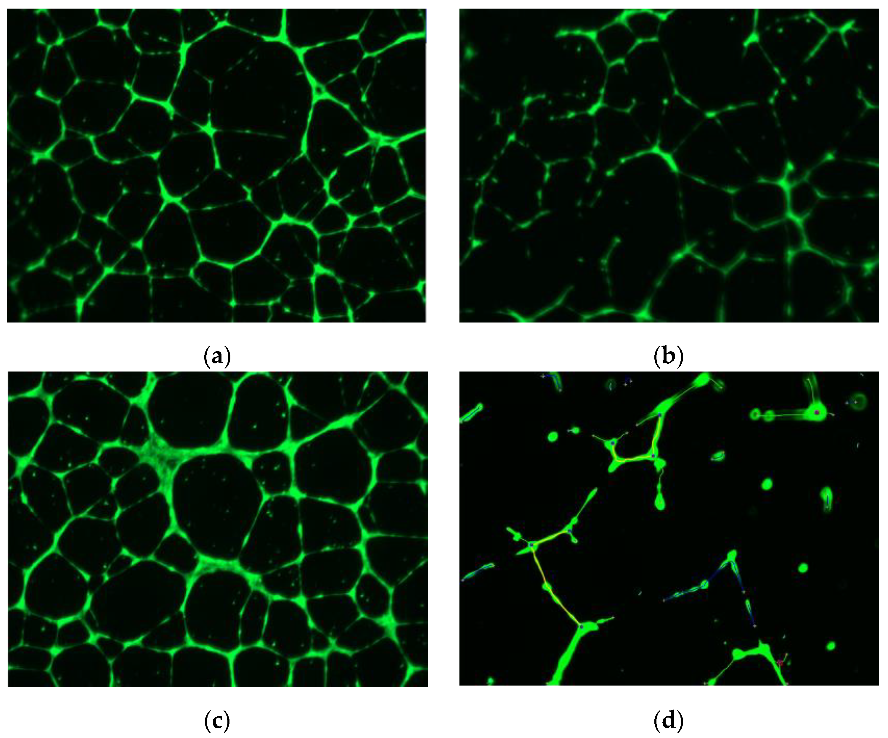 Cancers 14 05154 g002 Cancers 14 05154 g002