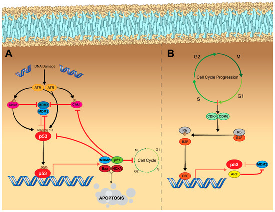 Molecular Targeting of the Most Functionally Complex Gene in