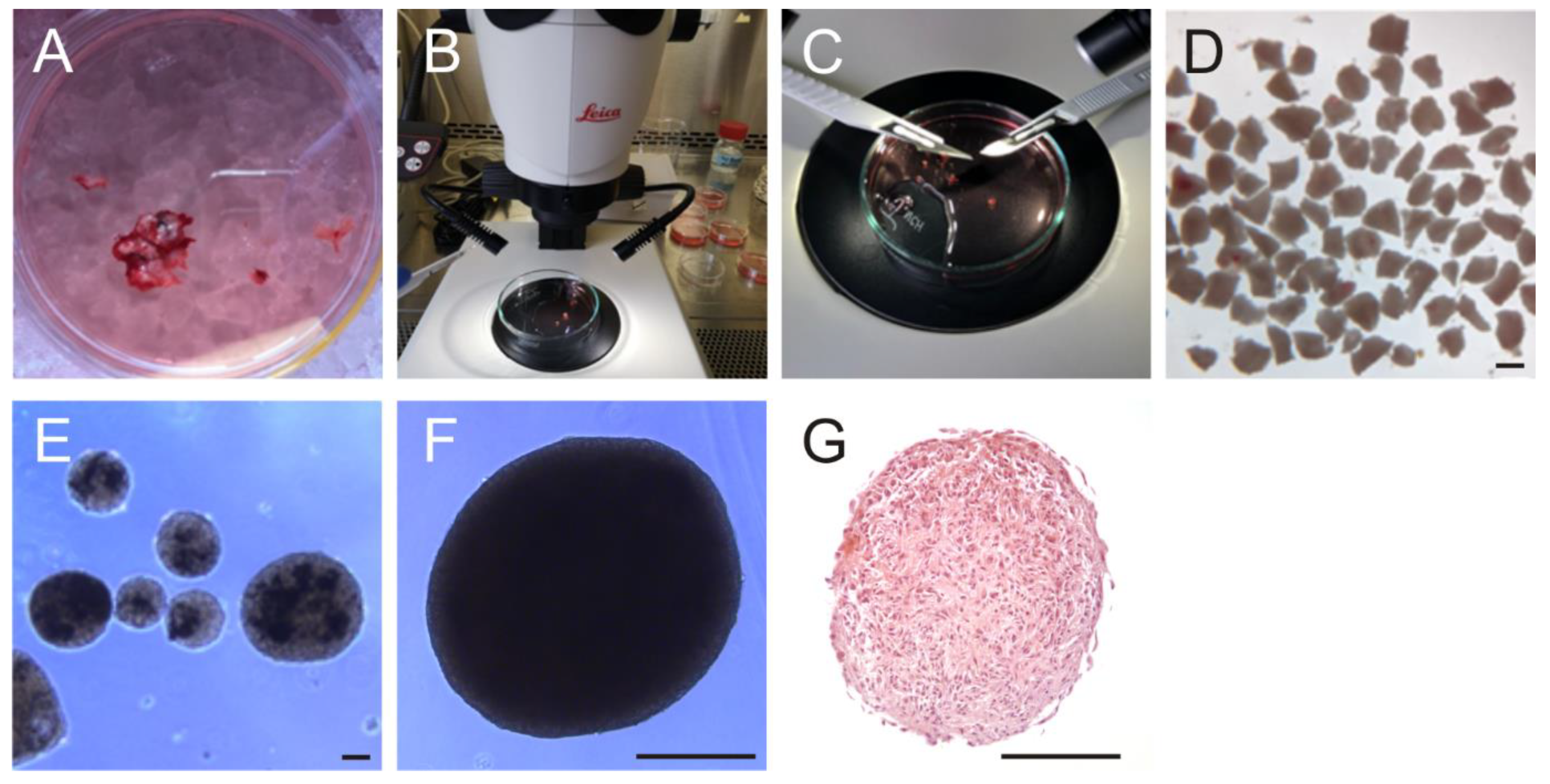Cancers 14 05177 g001 Cancers 14 05177 g001