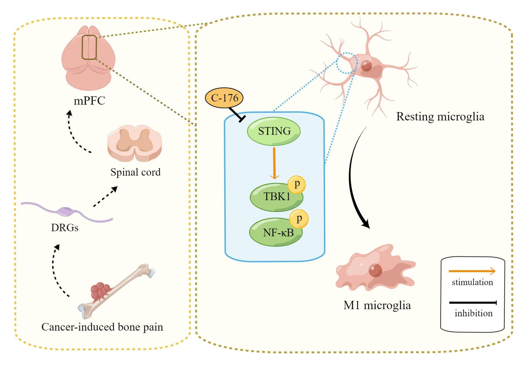 Cancers Free FullText STING Contributes to CancerInduced Bone