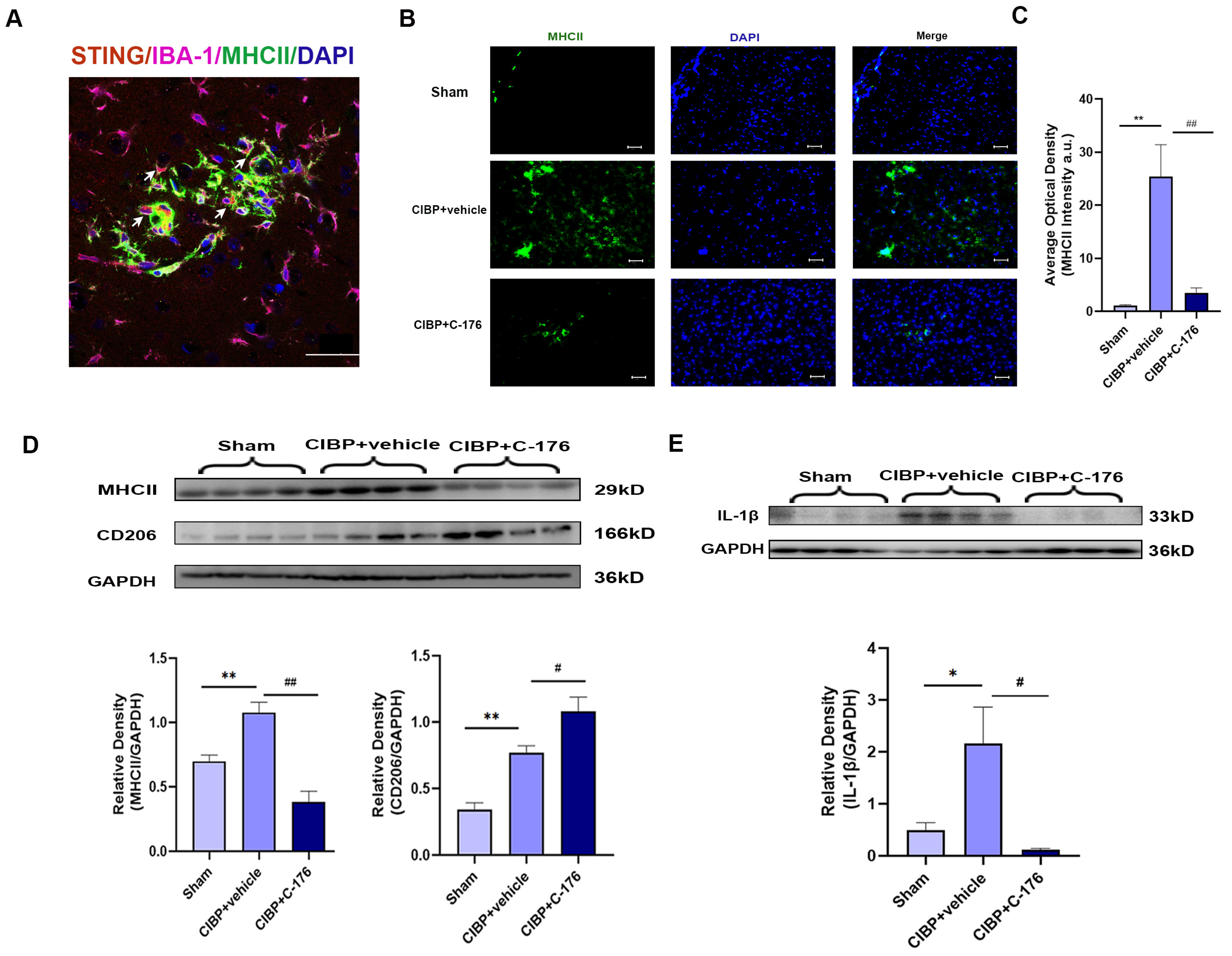 Cancers 14 05188 g004 Cancers 14 05188 g004