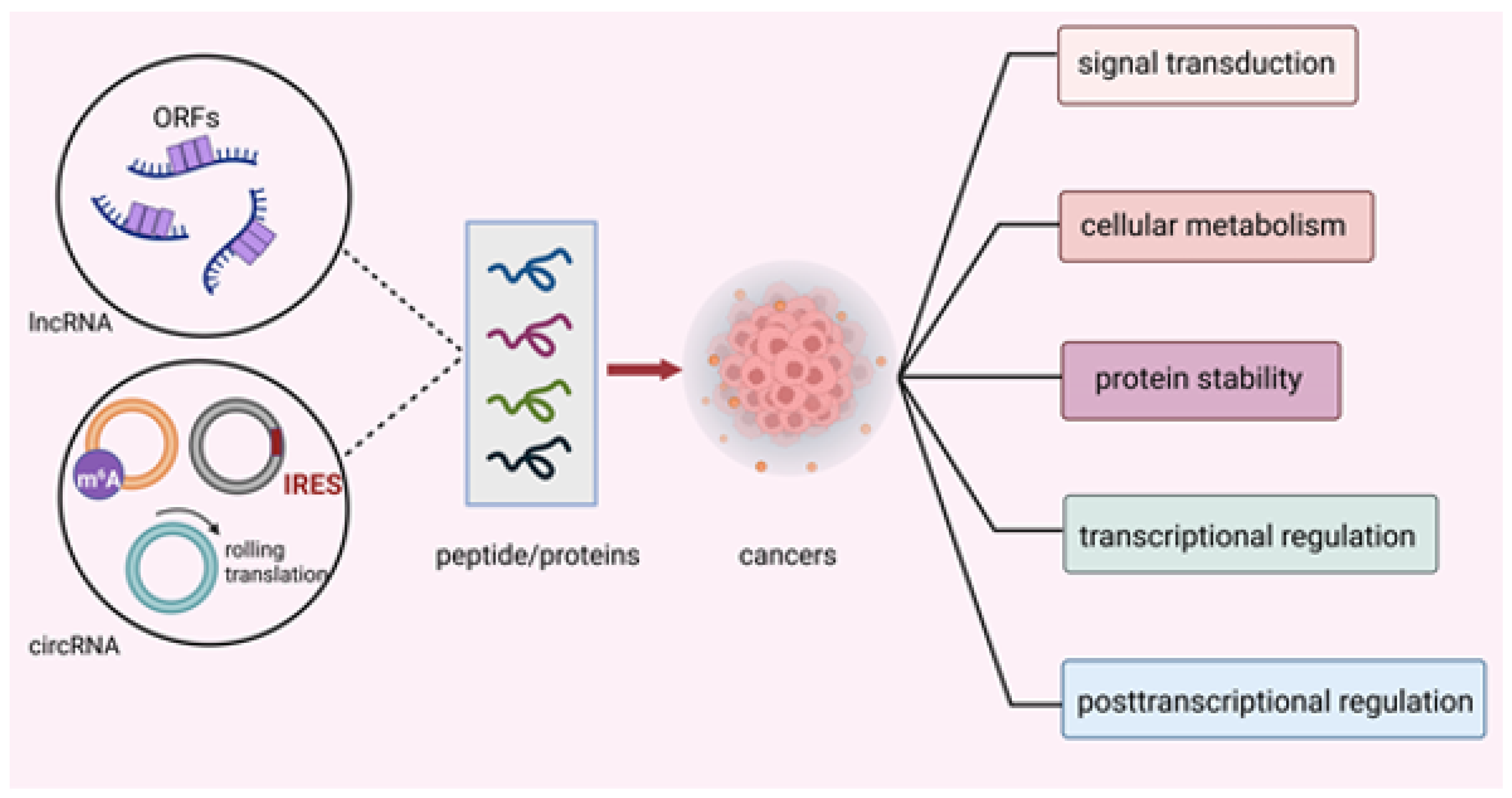 A Whole New Comprehension about ncRNA-Encoded Peptides