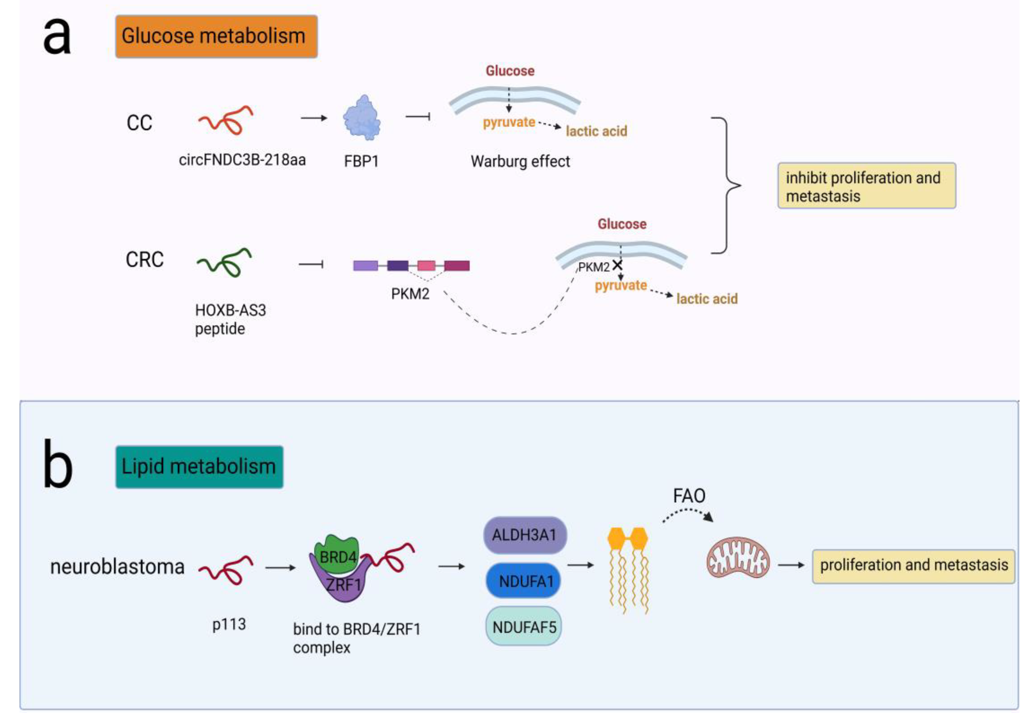 A Whole New Comprehension about ncRNA-Encoded Peptides
