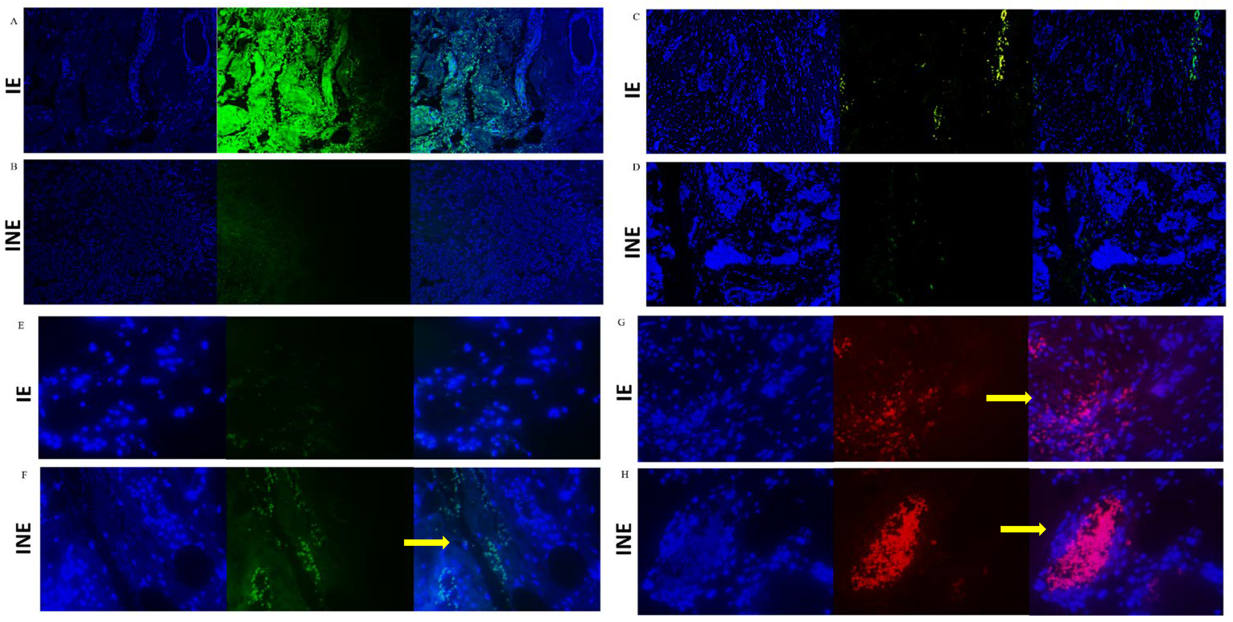 Cancers 14 05199 g005 Cancers 14 05199 g005