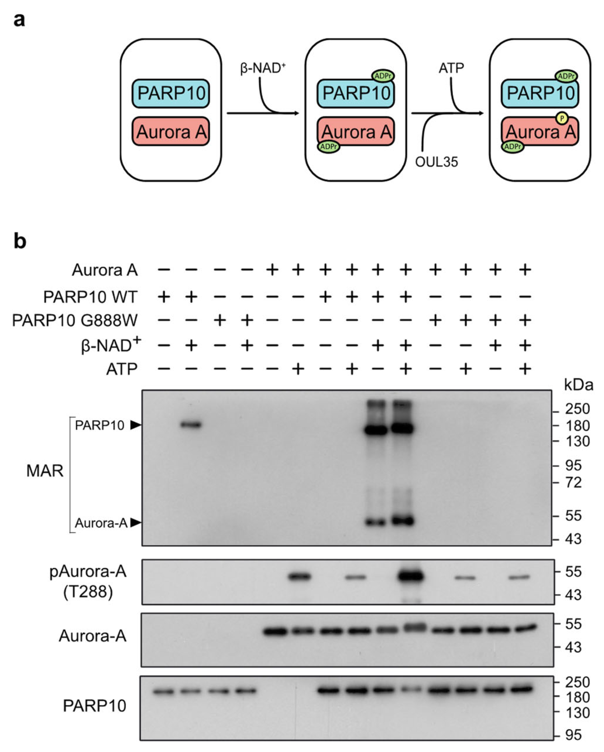 Cancers 14 05210 g003 Cancers 14 05210 g003