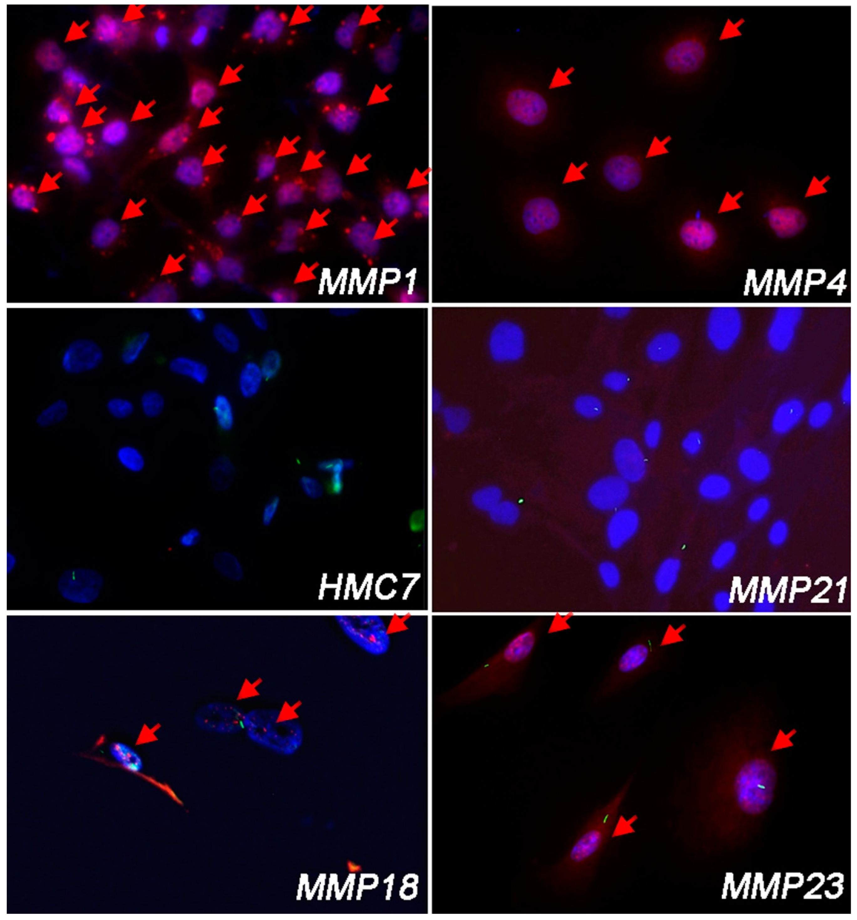 Cancers 14 05216 g004 Cancers 14 05216 g004