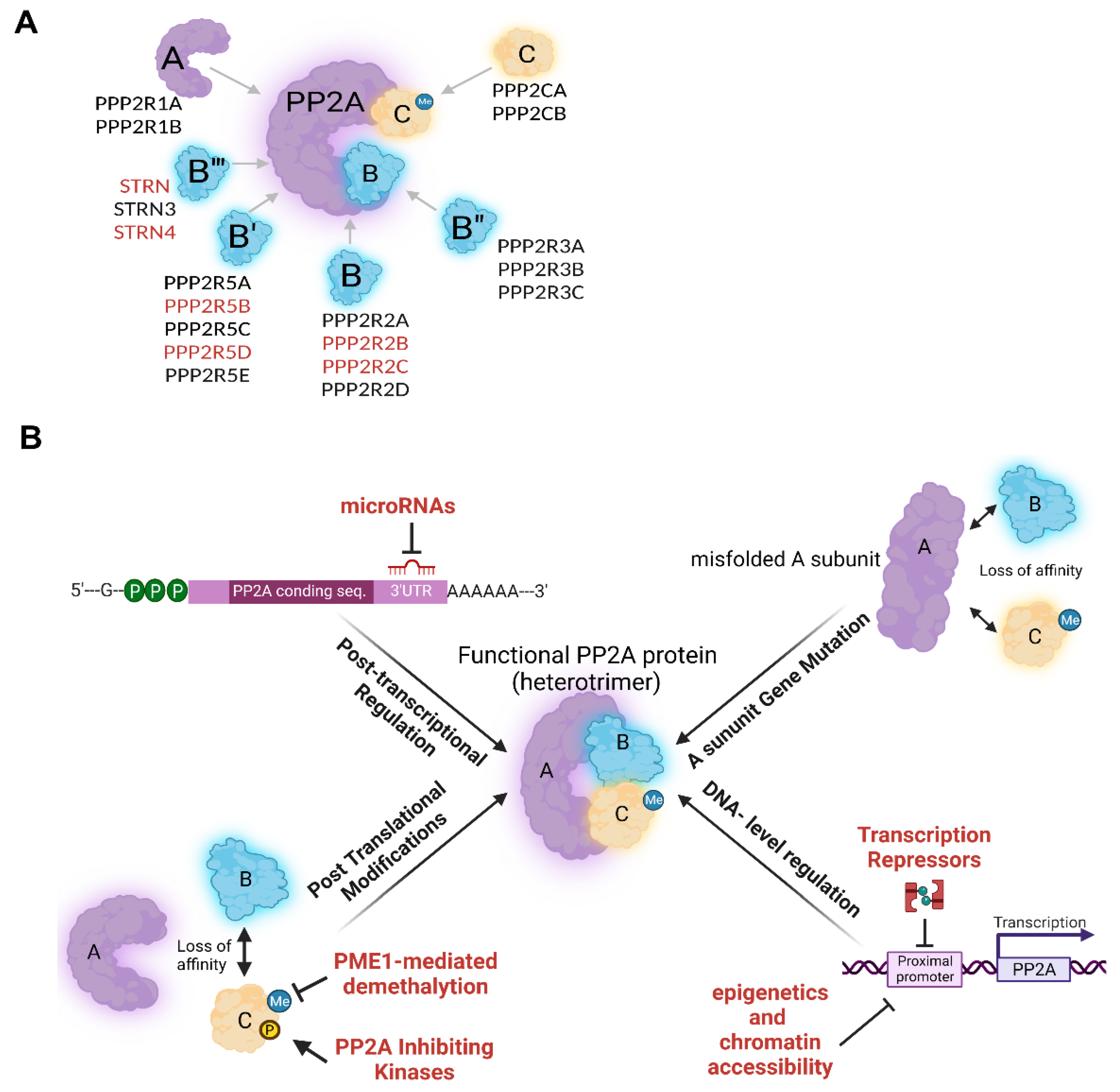 Targeting PP2A-dependent autophagy enhances sensitivity to