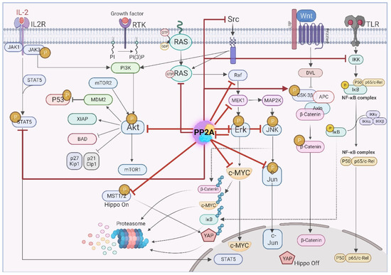 が大特価！ Phosphatases PP2A of Pleiotropy in on Focus a with Cancer スキー