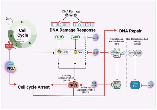 Pleiotropy of PP2A Phosphatases in Cancer with a Focus on