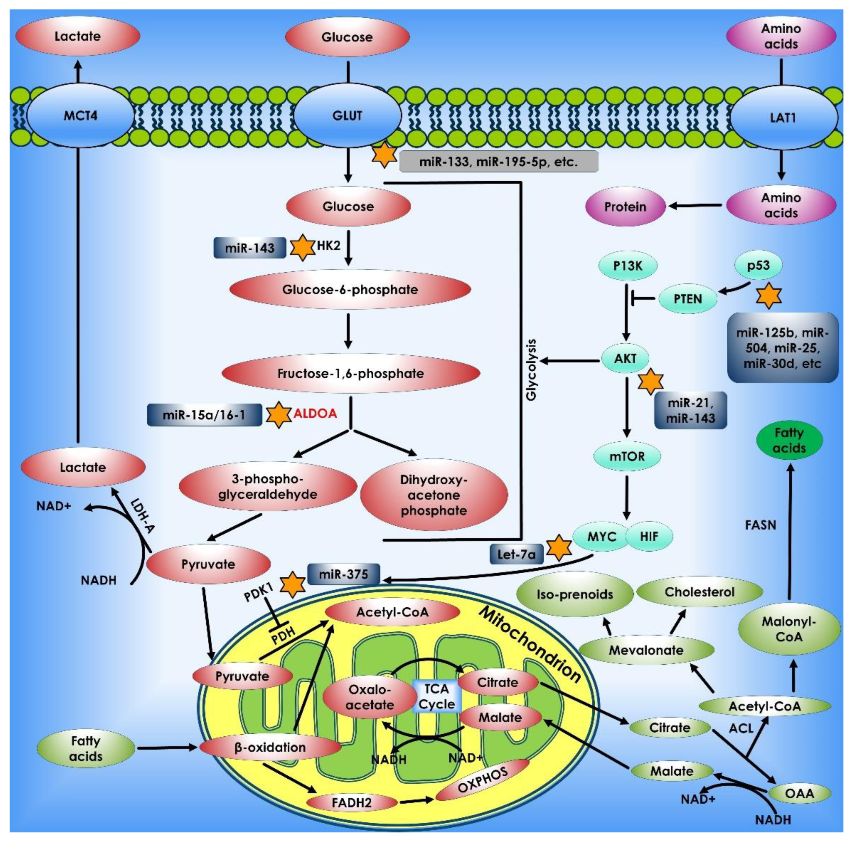 Cancers 14 05268 g005 Cancers 14 05268 g005