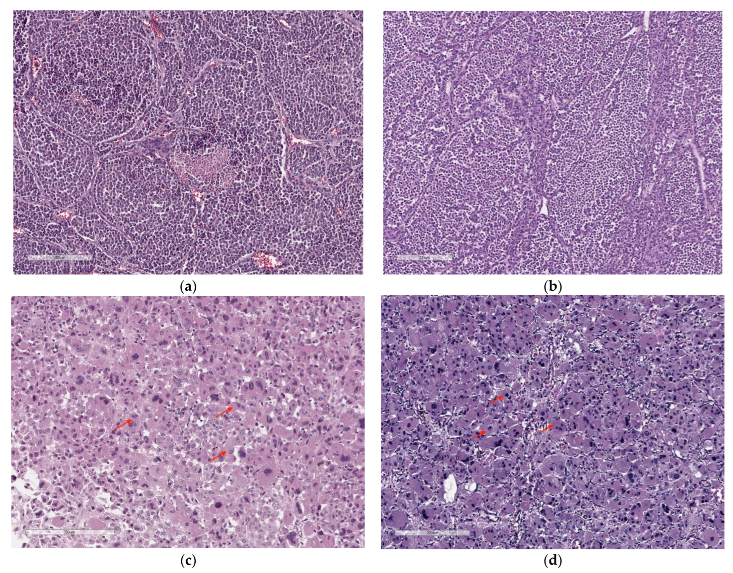 Cancers 14 05303 g001